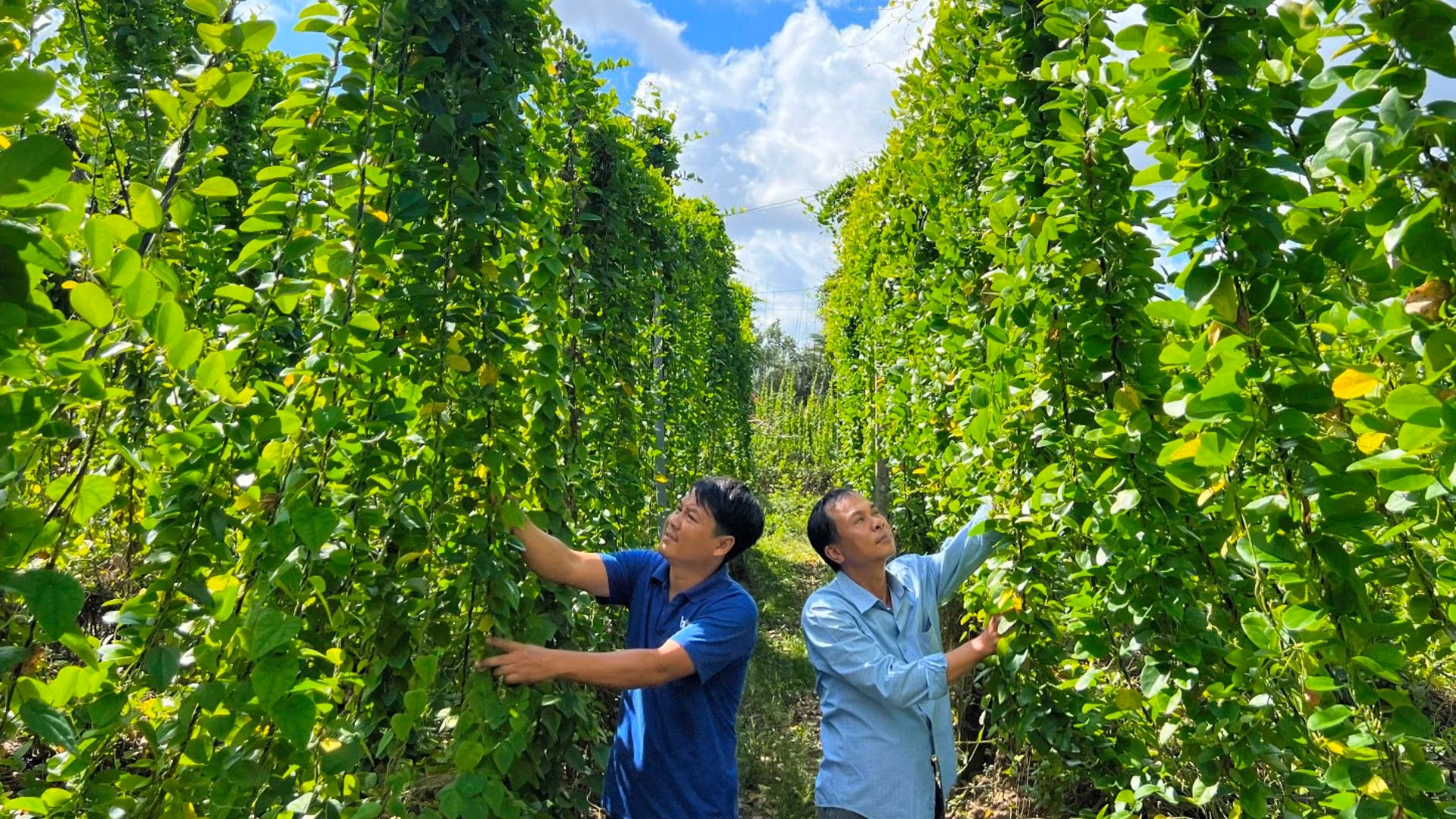 Vườn sương sâm lấy lá của anh Nguyễn Thanh Cường (trái) mang lại hiệu quả kinh tế cao. Vườn sương sâm lấy lá của anh Nguyễn Thanh Cường (trái) mang lại hiệu quả kinh tế cao.