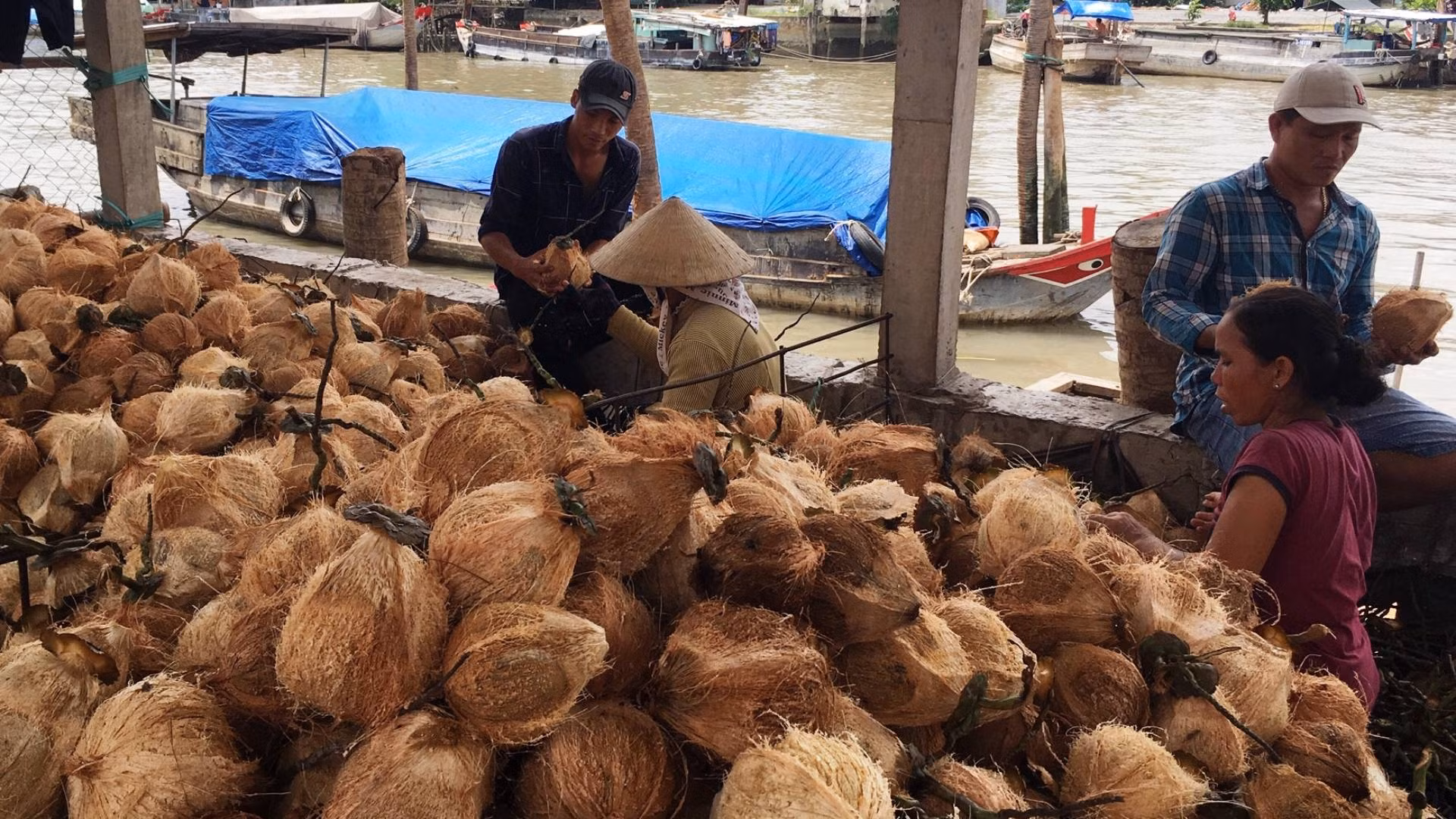Mua bán dừa nguyên liệu là nghề truyền thống của người dân tại chợ Thom (huyện Mỏ Cày Nam, tỉnh Bến Tre). (Ảnh: HOÀNG TRUNG)