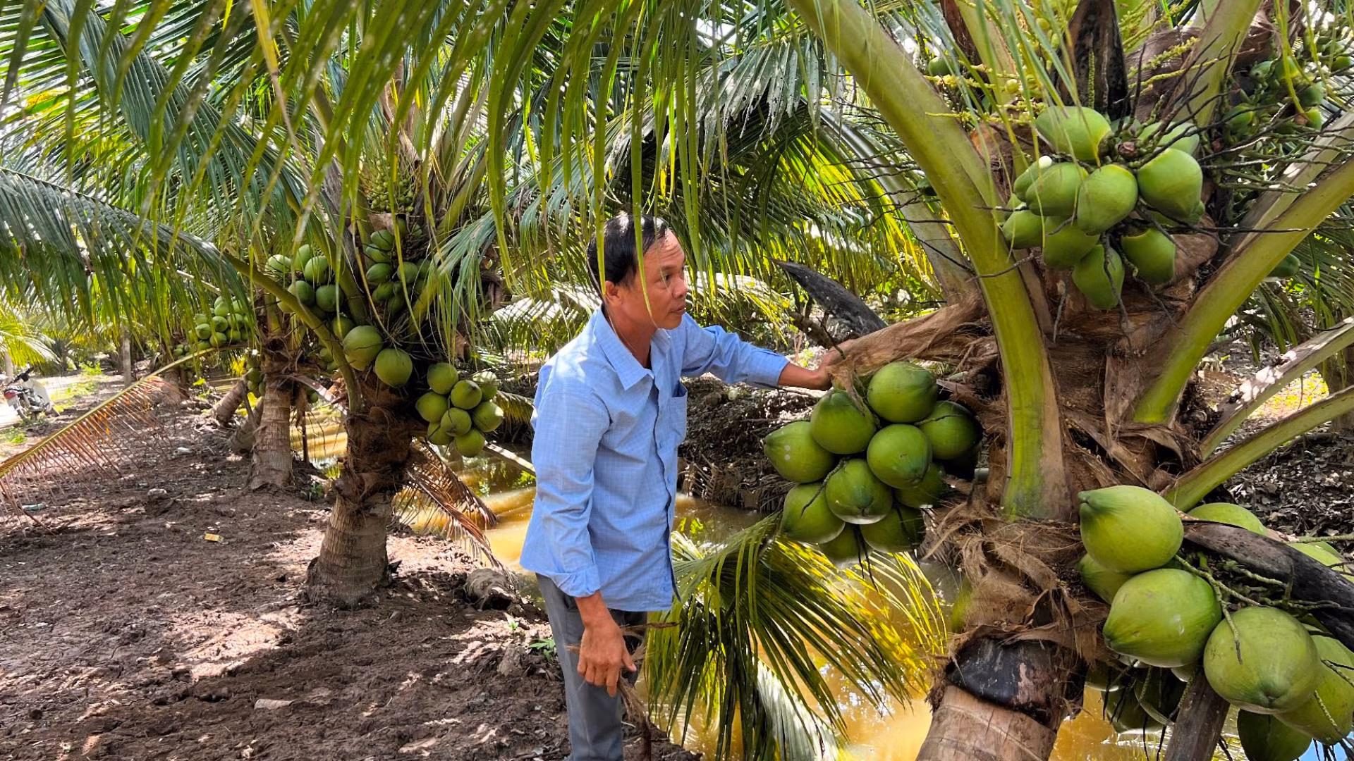 Trồng dừa hữu cơ, hướng đến phát triển bền vững tại Bến Tre. (Ảnh: HOÀNG TRUNG)