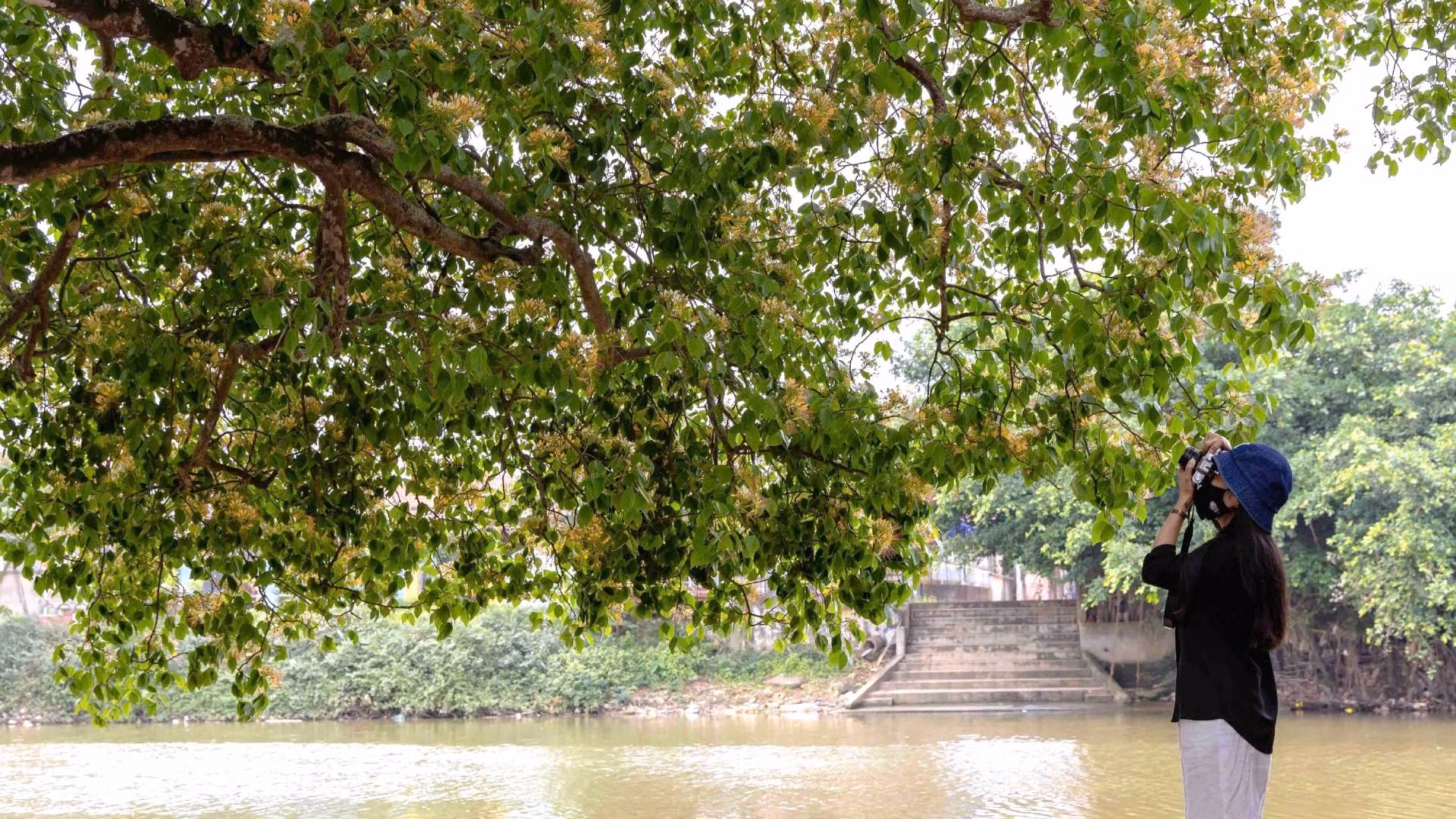 Mùa hoa bún nở, bến sông Kiến Giang ở thôn An Xá, xã Lộc Thủy, quê hương vị tướng huyền thoại thành địa chỉ thu hút nhiều người đến check-in, chụp ảnh lưu niệm với loài hoa dân dã này.
