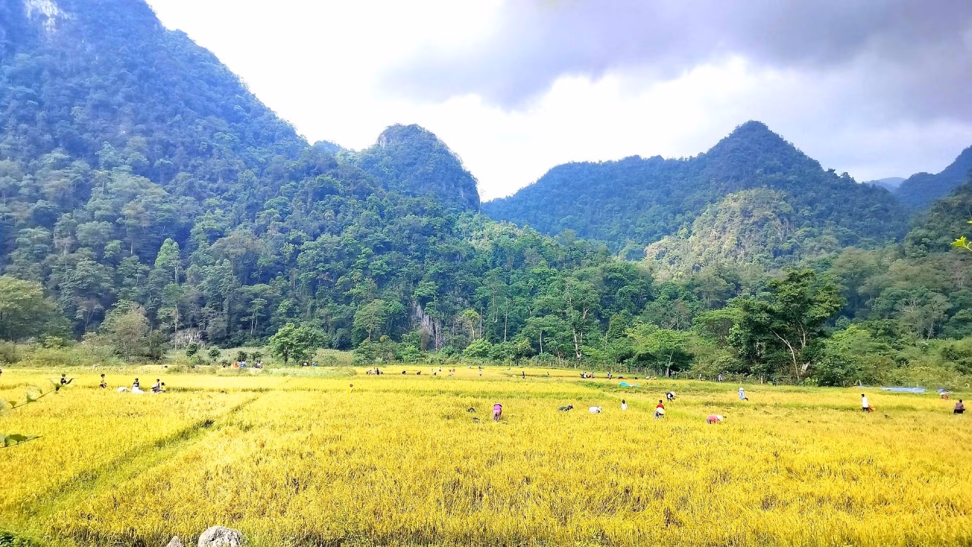 Cánh đồng lúa nước Rục Làn giữa đại ngàn Trường Sơn.