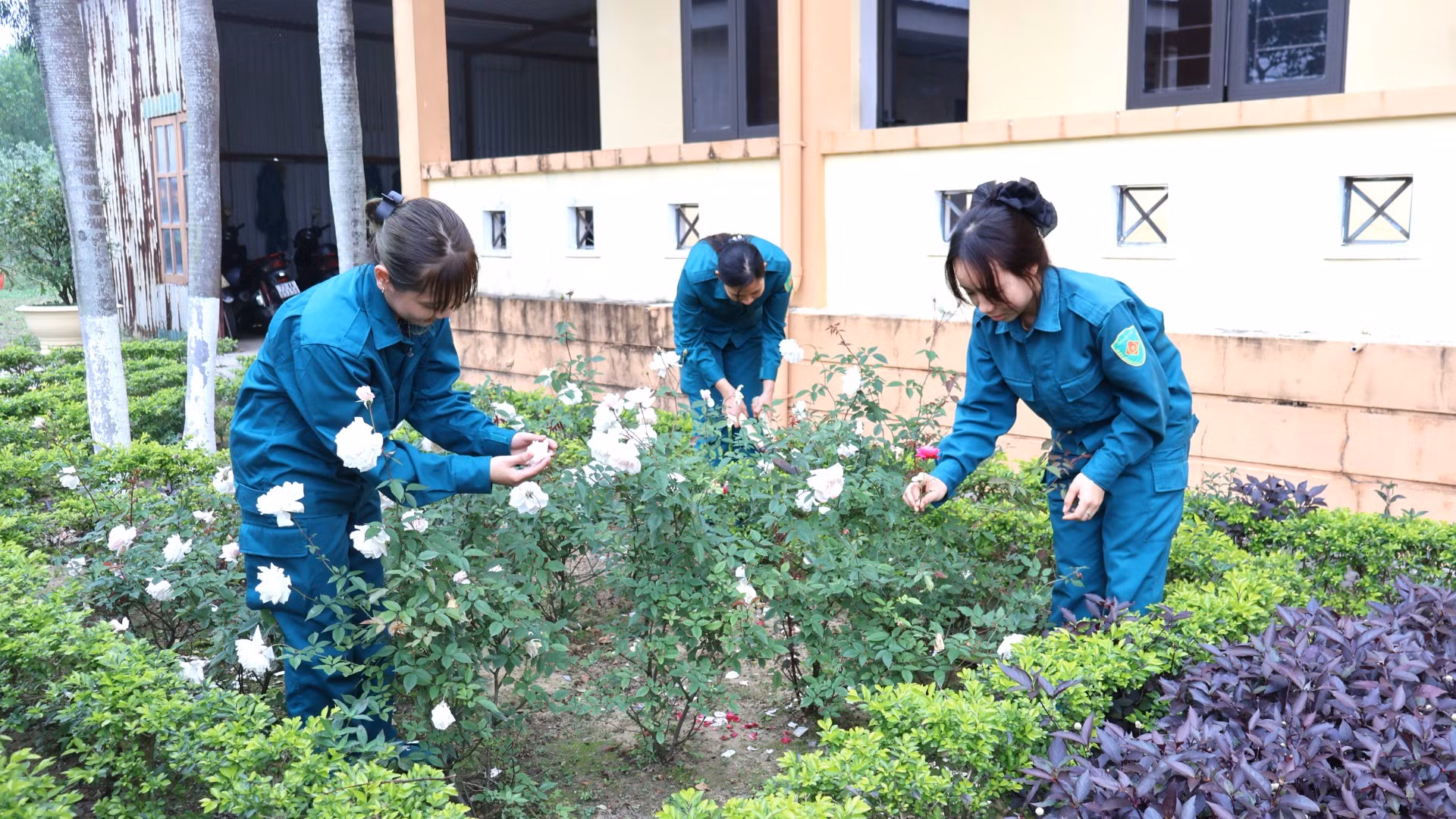 Vườn hoa trong khuôn viên đơn vị được các nữ pháo thủ chăm bón, khoe sắc đón chào mùa xuân mới đang về Vườn hoa trong khuôn viên đơn vị được các nữ pháo thủ chăm bón, khoe sắc đón chào mùa xuân mới đang về