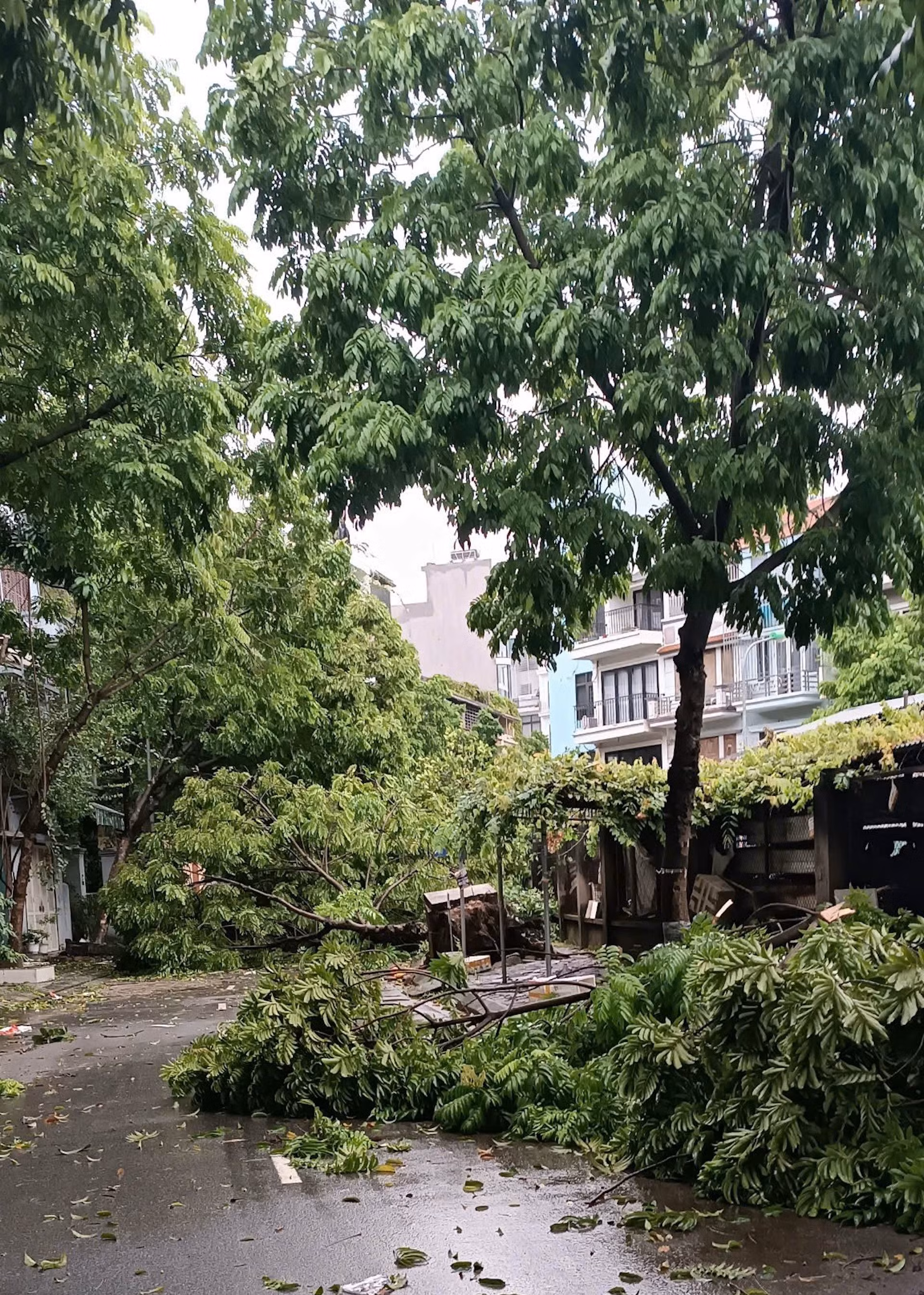 Cây đổ khu Yên Xá, Tân Triều. (Ảnh: THIÊN LAM) Cây đổ khu Yên Xá, Tân Triều. (Ảnh: THIÊN LAM)