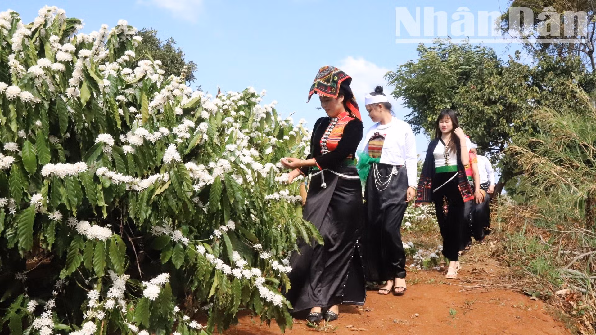 Không chỉ là đồng bào dân tộc bản địa mà đồng bào các dân tộc miền núi phía bắc như Thái, Tày, Nùng, Dao... di cư vào Tây Nguyên cũng đã làm cà-phê.