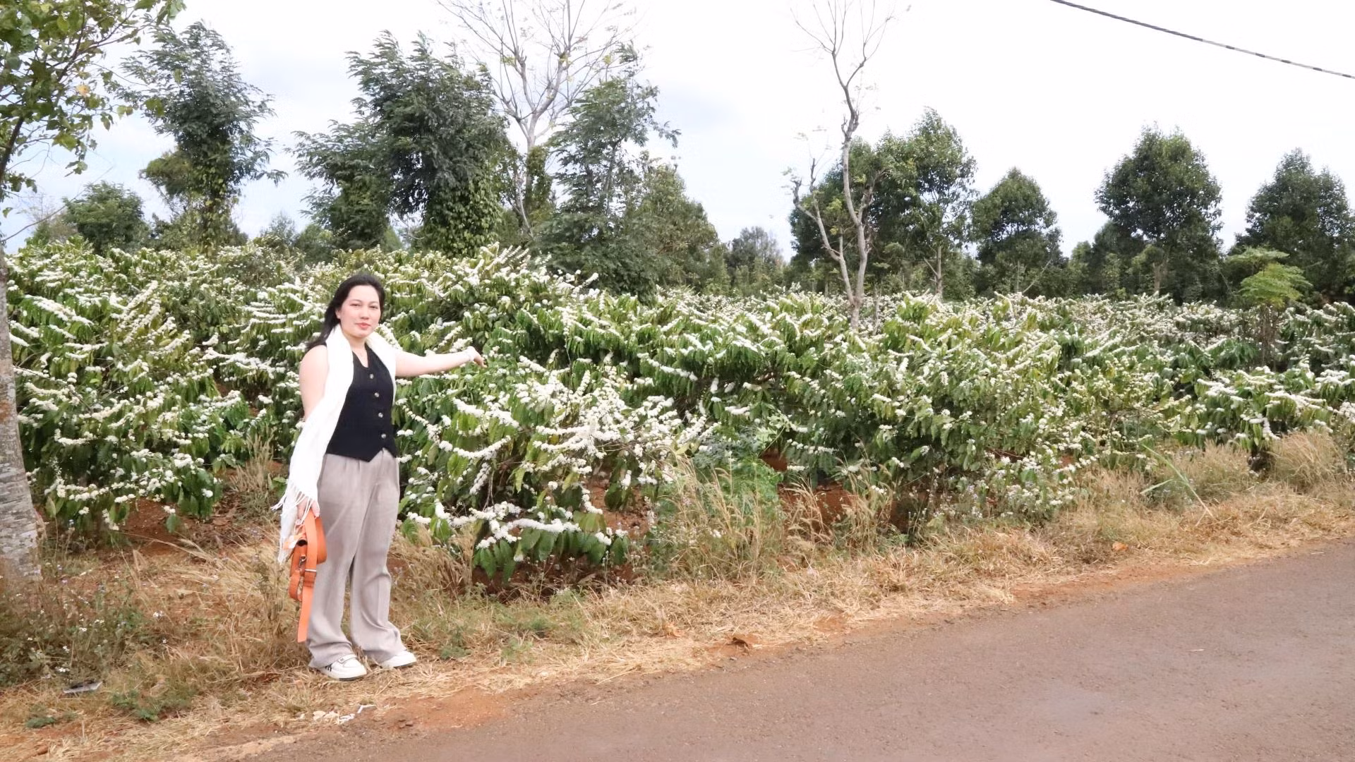 Dọc hai bên những con đường nhựa, đường đất đỏ bazan dẫn về buôn làng khắp các địa phương Tây Nguyên là những vườn cà-phê bạt ngàn ra hoa trắng muốt, tinh khôi.