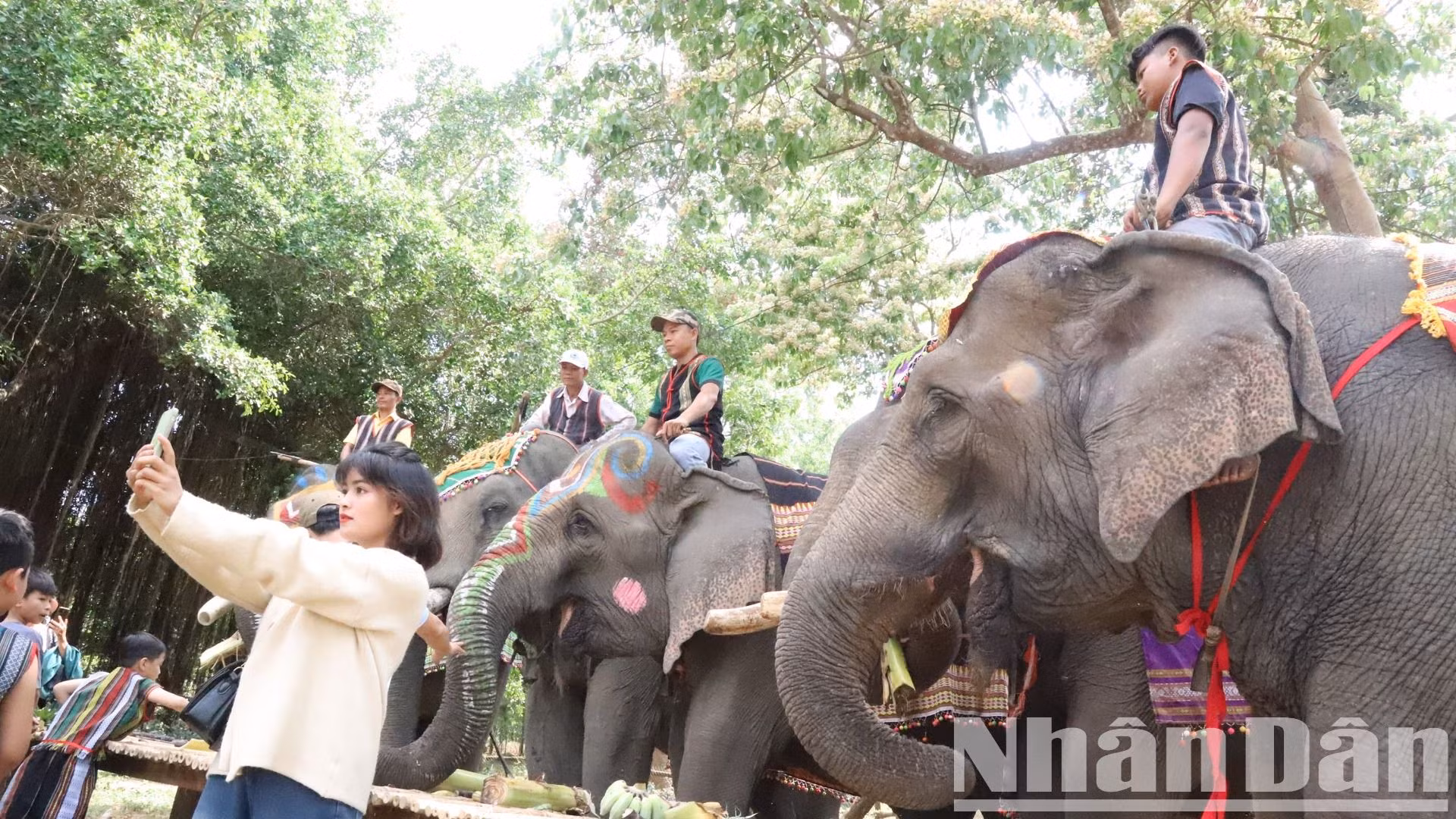Những chú voi của Trung tâm du lịch cầu treo Buôn Đôn được trang điểm đẹp mắt chuẩn bị tham gia Hội voi.