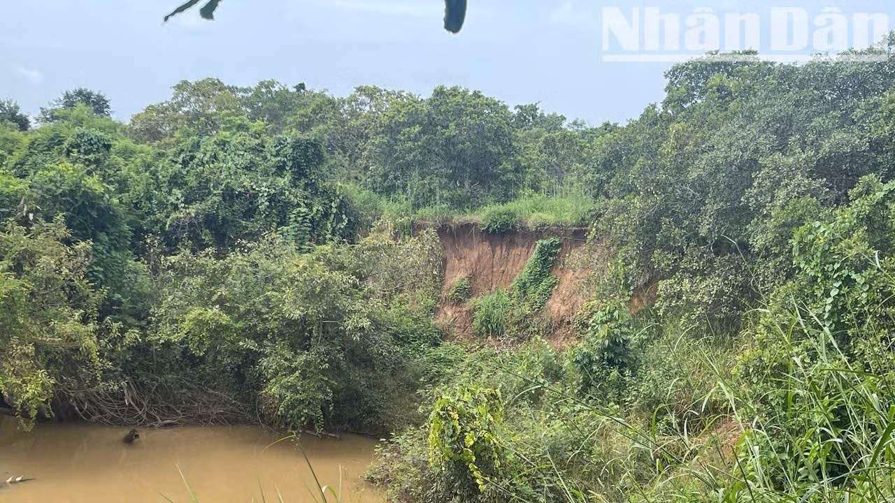 Vào mùa mưa hằng năm, nước sông Ea H’leo dâng cao và chảy xiết gây sạt lở nghiêm trọng ngay khu vực Di chỉ khảo cổ học Thác Hai.