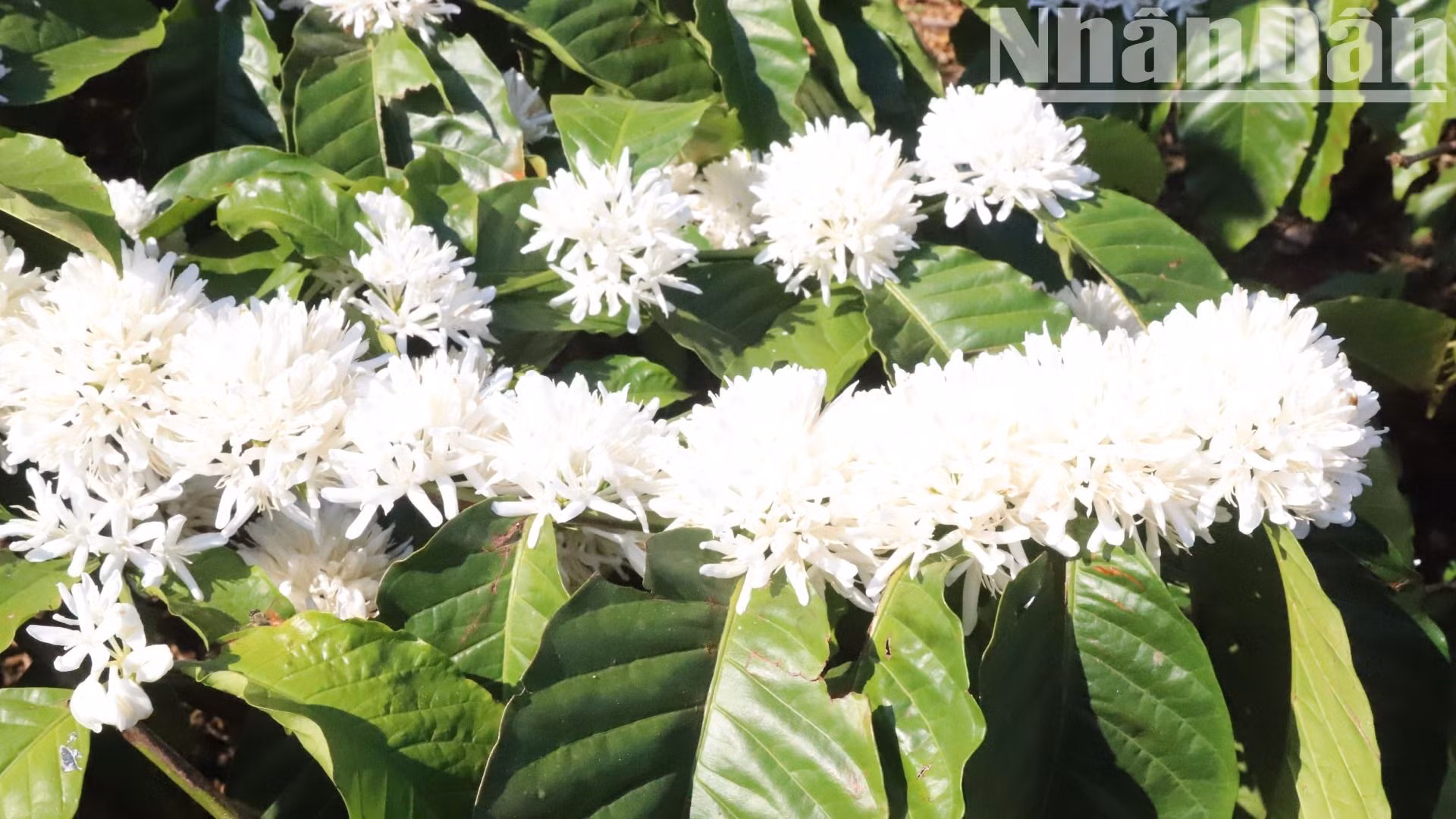 Hoa cà-phê trắng muốt và tinh khôi cộng với hương thơm đặc trưng rất quyến rũ và ngọt ngào làm cho núi đồi Tây Nguyên thêm phần thơ mộng và quyến rũ.