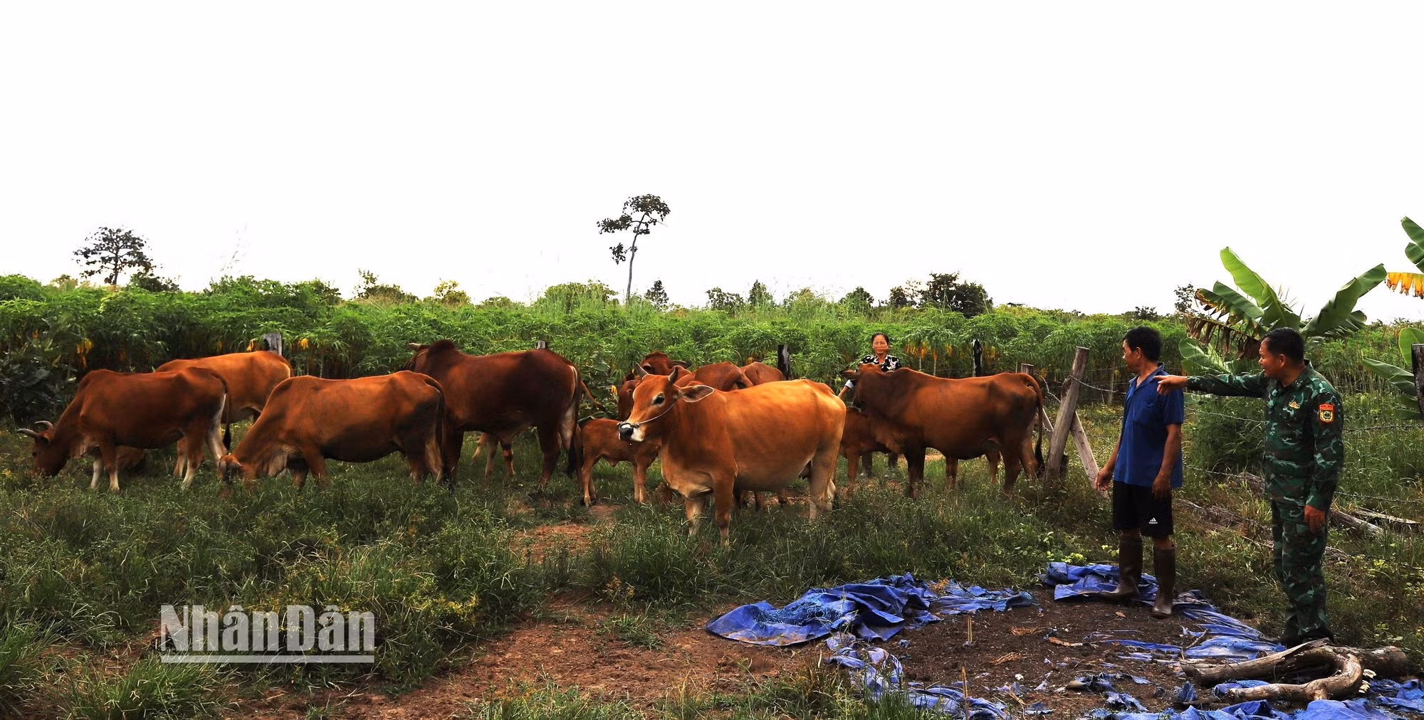 Được sự hỗ trợ của Thiếu tá Từ Văn Sương, đàn bò của gia đình ông Nguyễn Văn Triều ở thôn Dự, xã biên giới Ia Lốp, huyện Ea Súp ngày càng sinh sôi nảy nở, giúp gia đình ông thoát nghèo.