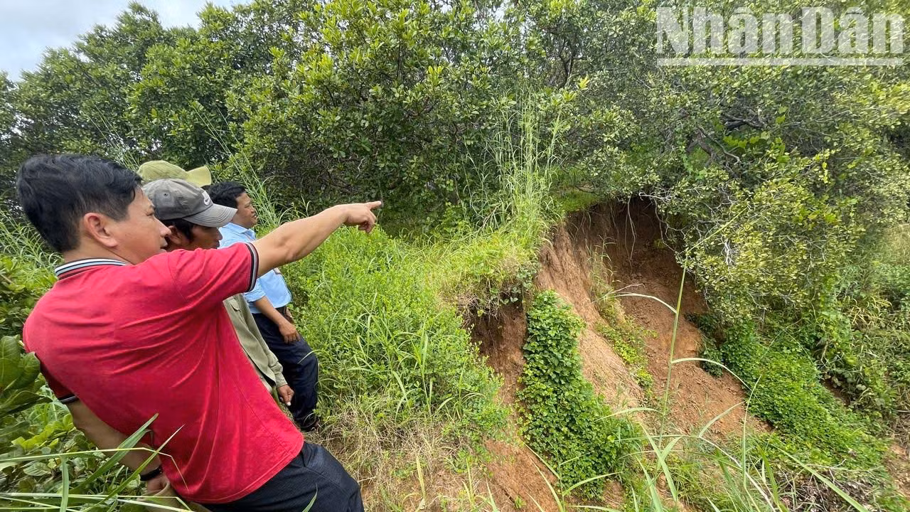 Và tình trạng sạt lở bờ sông Ea H'leo tại khu vực Di chỉ khảo cổ học Thác Hai ngày càng diễn ra nghiêm trọng.
