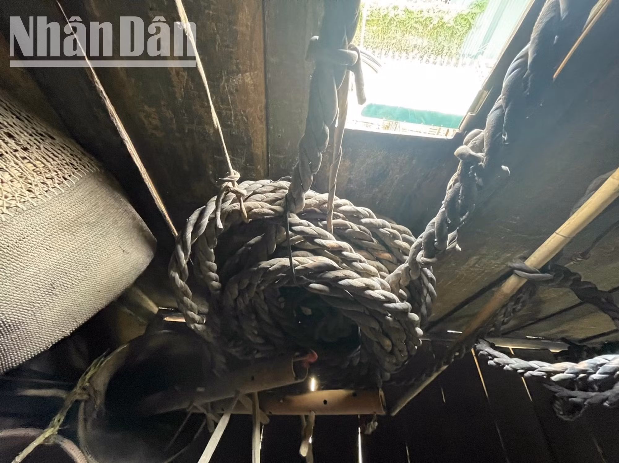 Dà đã hàng trăm năm nhưng những da dây trâu này vẫn bền chặt.