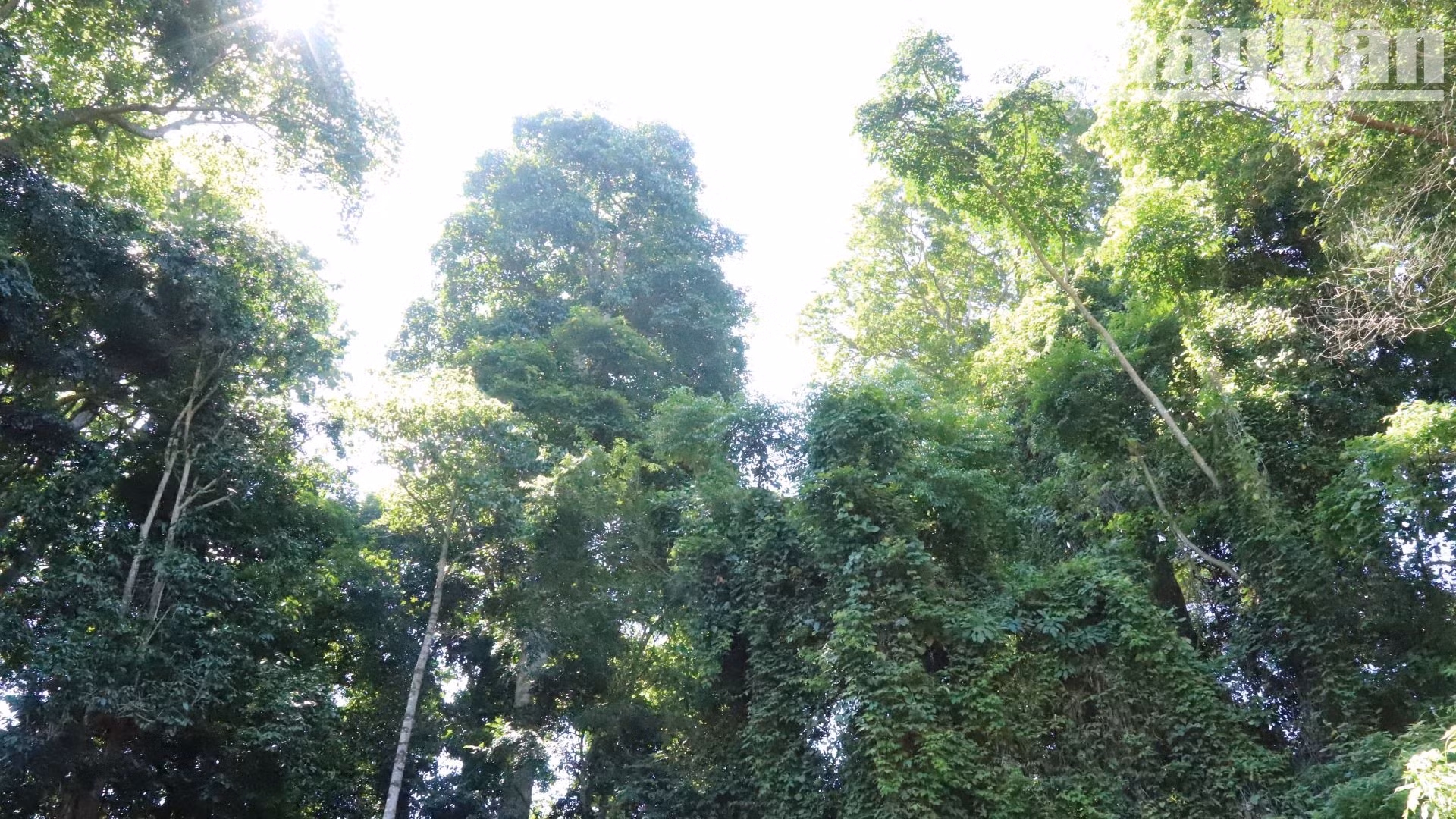 Phía đầu nguồn bến nước còn giữ nước rừng cây cổ thụ.