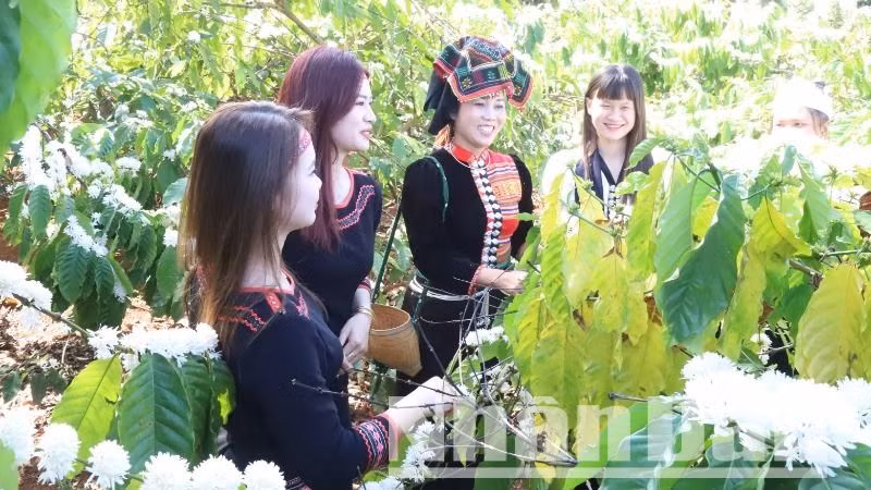 Đến với Lễ hội Cà-phê Buôn Ma Thuột lần thứ 9 năm 2025, du khách sẽ được tham gia các tour trải nghiệm khám phá chuyên đề cà-phê, chụp ảnh tại vườn hoa cà-phê.