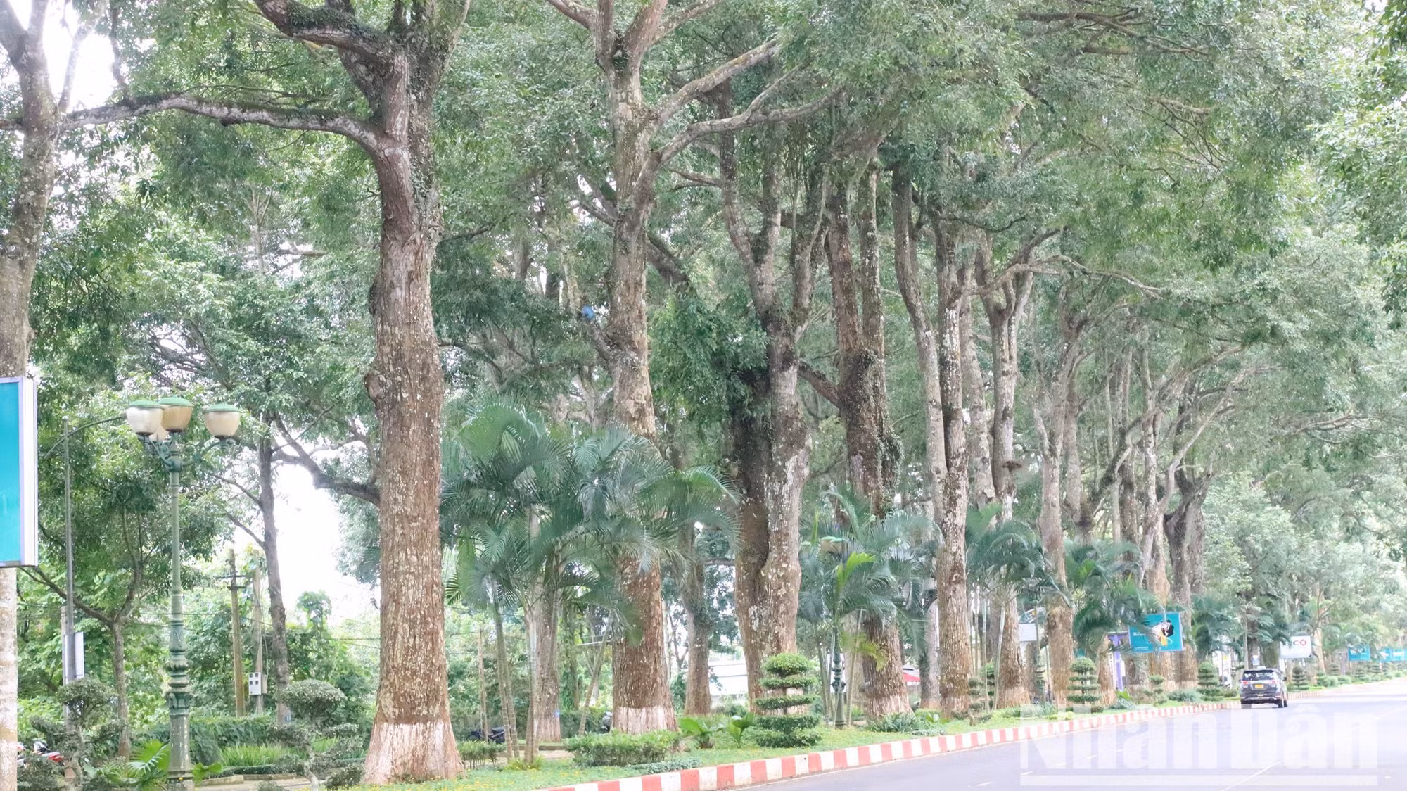 Hàng cây Sao đen cổ thụ hai bên đường dẫn vào Cảng hàng không Buôn Ma Thuột. Hàng cây Sao đen cổ thụ hai bên đường dẫn vào Cảng hàng không Buôn Ma Thuột.