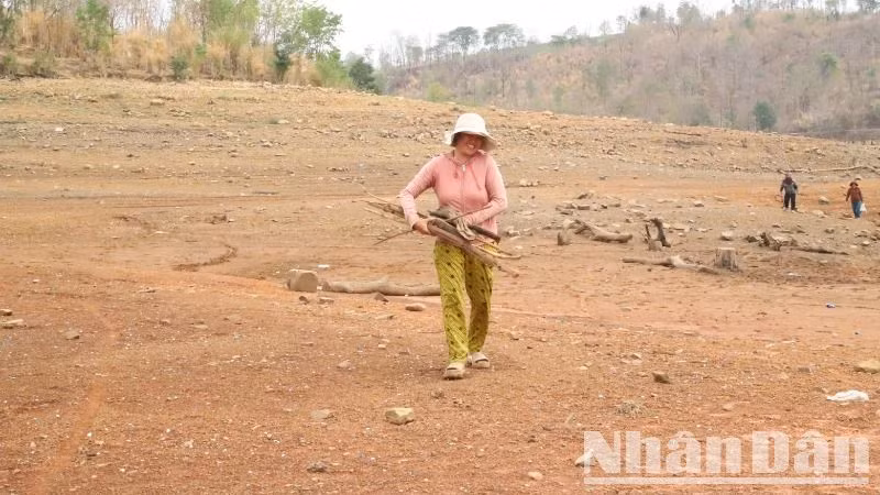 Người dân địa phương còn tranh thủ đi lượm củi khi lòng hồ Ea Súp Thượng khô trơ đáy. Người dân địa phương còn tranh thủ đi lượm củi khi lòng hồ Ea Súp Thượng khô trơ đáy.