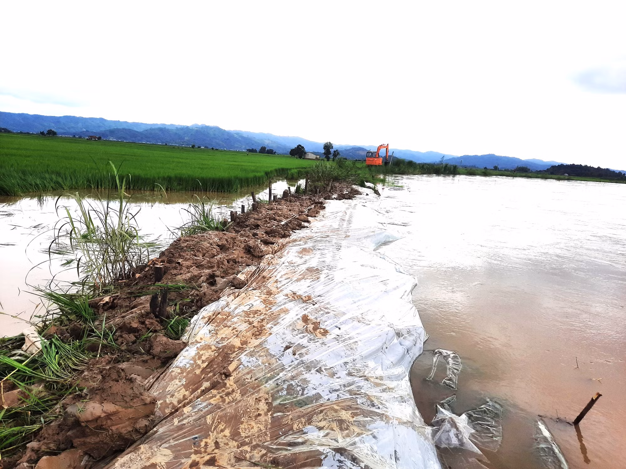 Người dân huyện Lắk nỗ lực đắp đập ngăn nước lũ từ sông Krông Ana tràn vào cánh đồng lúa.