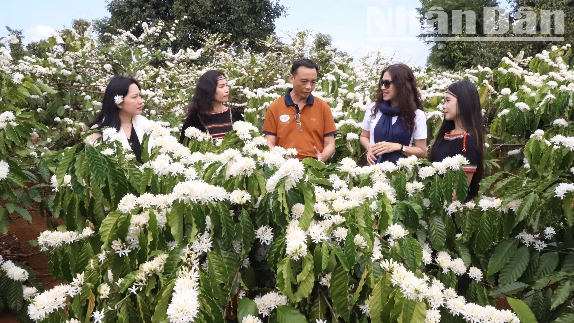 Hương sắc mùa hoa cà-phê luôn gắn liền với mùa xuân Tây Nguyên, làm say đắm lòng người.