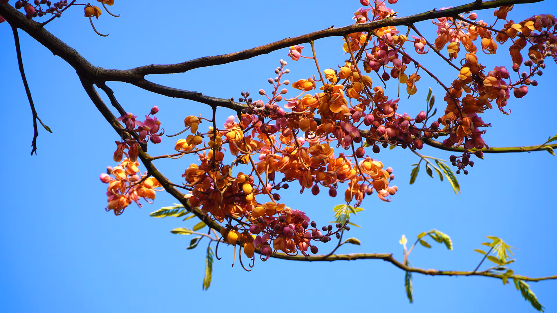 Ô môi trổ bông đỏ hồng, từng chùm dày đặc. Ảnh: HỮU NGHĨA Ô môi trổ bông đỏ hồng, từng chùm dày đặc. Ảnh: HỮU NGHĨA