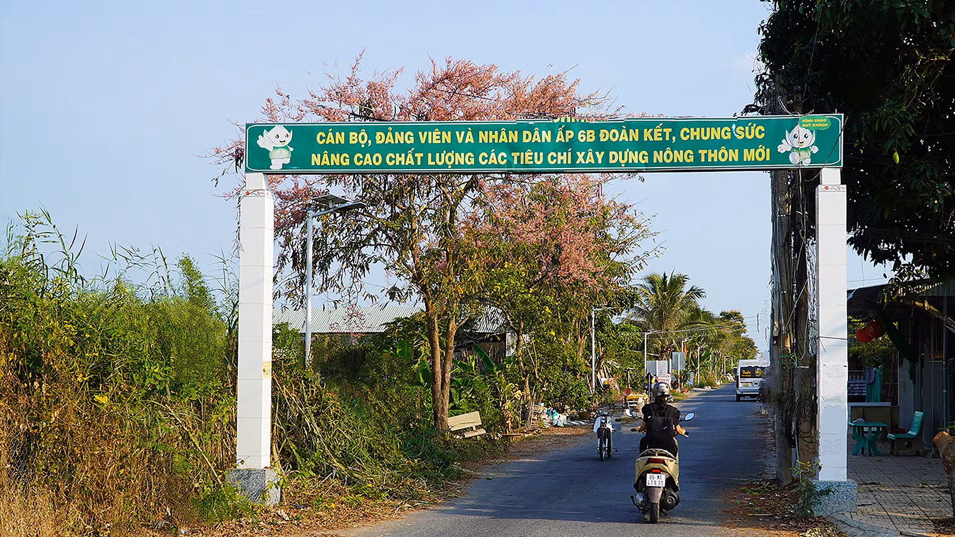 Cây ô môi tại một tuyến lộ nông thôn. Ảnh: HỮU NGHĨA Cây ô môi tại một tuyến lộ nông thôn. Ảnh: HỮU NGHĨA