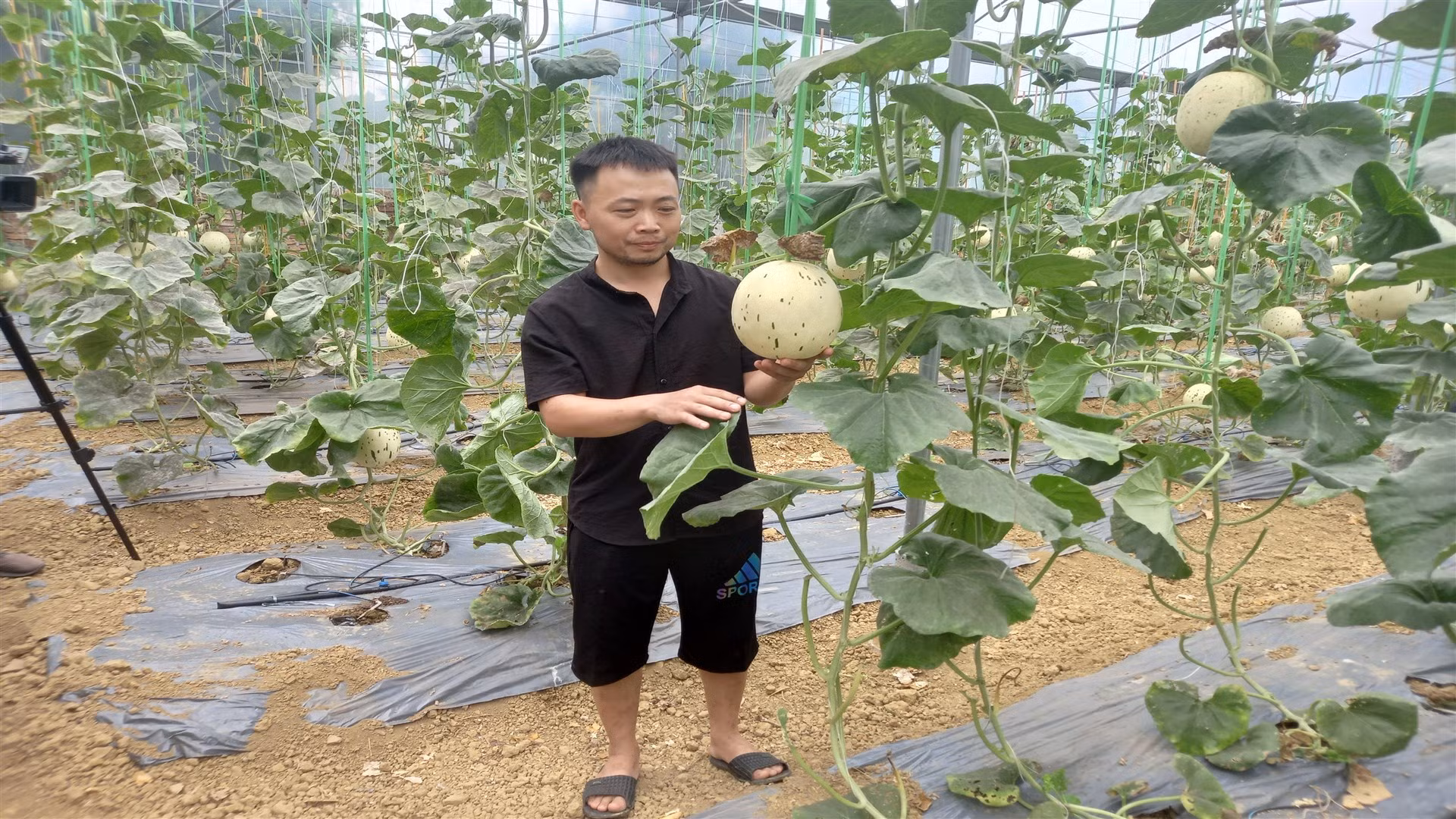 Anh Đàm Văn Quý, ở xóm Cốc Chủ, xã Ngọc Đào, huyện Hà Quảng, tỉnh Cao Bằng vay vốn tín dụng chính sách, phát triển sản xuất hiệu quả.