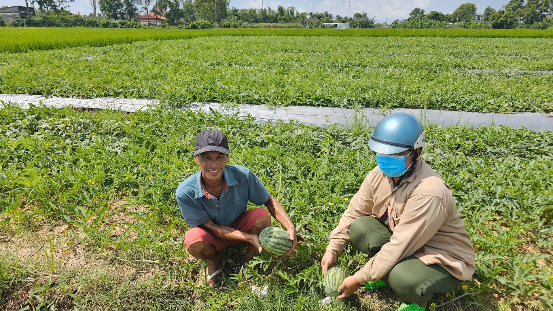 Vợ chồng chị Sơn Thanh Hồng chuẩn bị cho vụ thu hoạch đầu tiên. Vợ chồng chị Sơn Thanh Hồng chuẩn bị cho vụ thu hoạch đầu tiên.