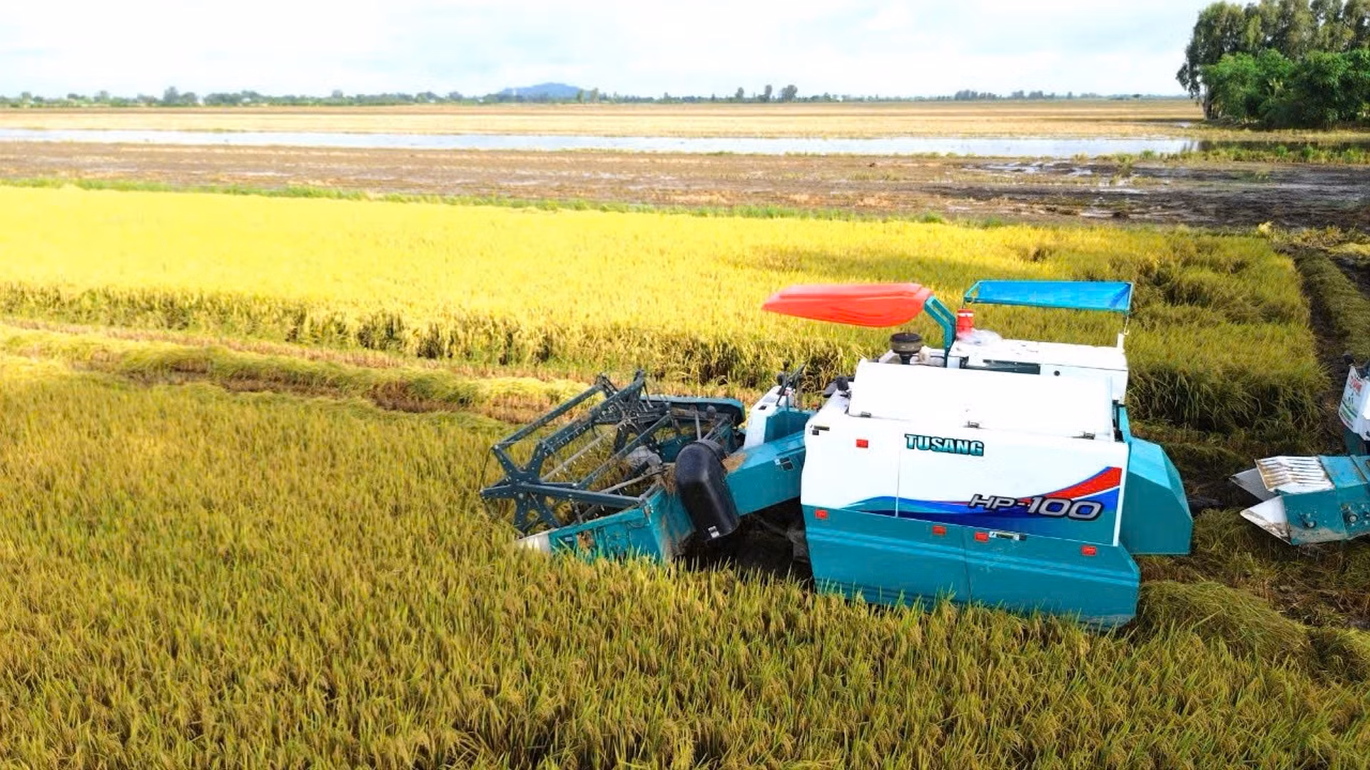 Thu hoạch lúa tại xã Thạnh An, huyện Vĩnh Thạnh, Cần Thơ.