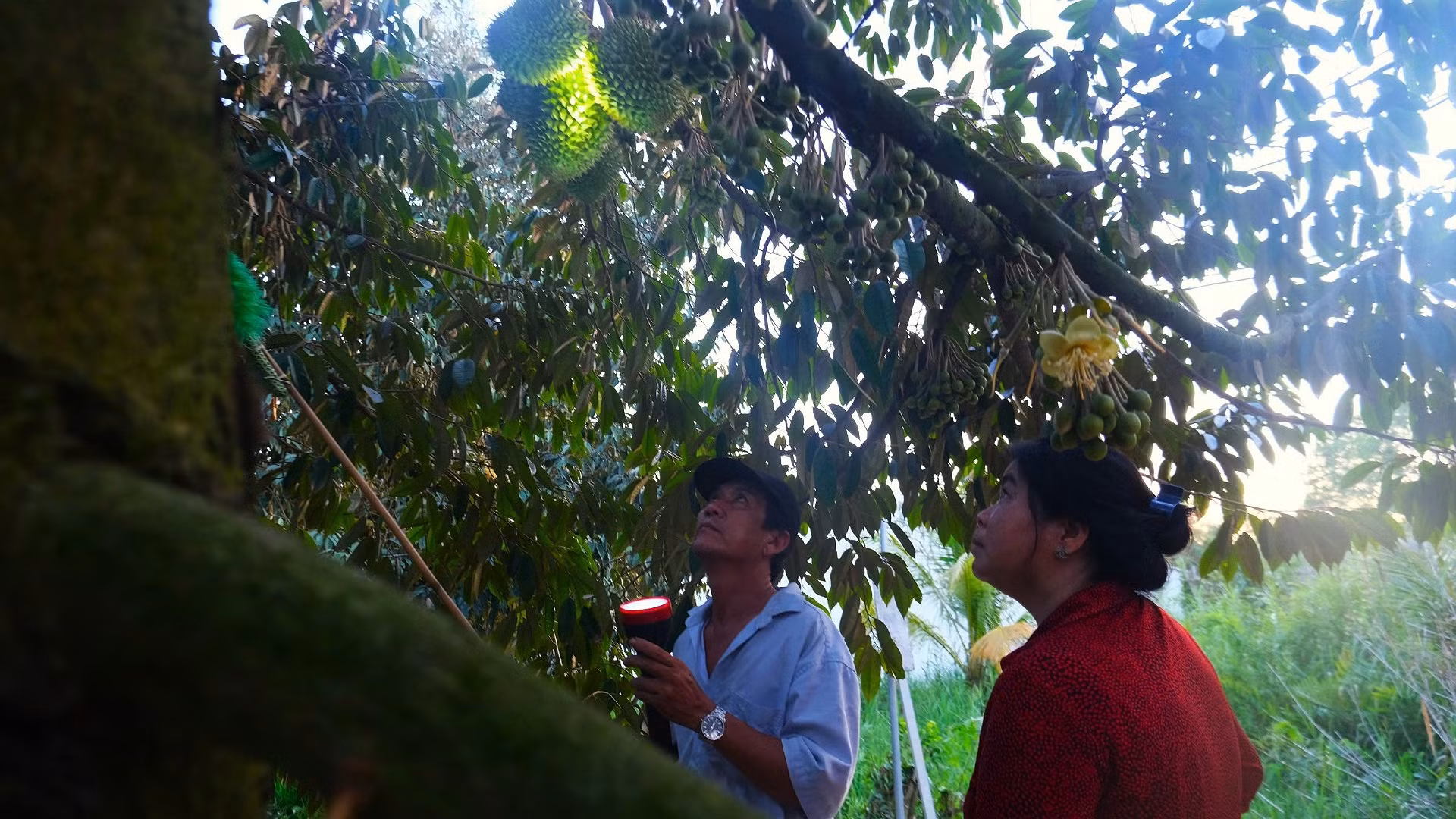 Người dân chăm sóc vườn sầu riêng tại quận Bình Thủy, Cần Thơ.