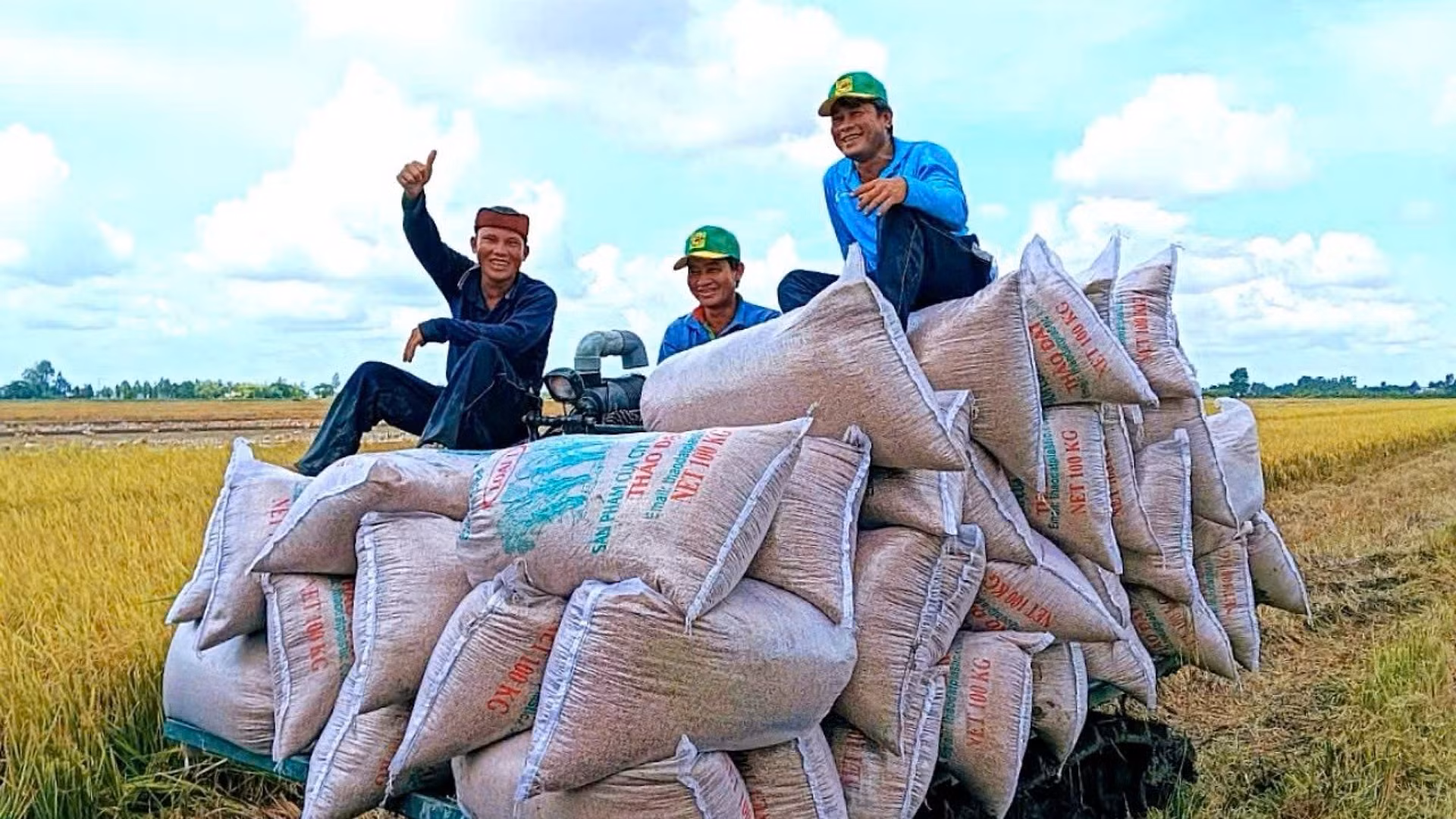 Phân bón có vai trò rất quan trọng, ảnh hưởng đến khả năng chống chịu sâu bệnh, năng suất và hiệu quả canh tác. Phân bón có vai trò rất quan trọng, ảnh hưởng đến khả năng chống chịu sâu bệnh, năng suất và hiệu quả canh tác.