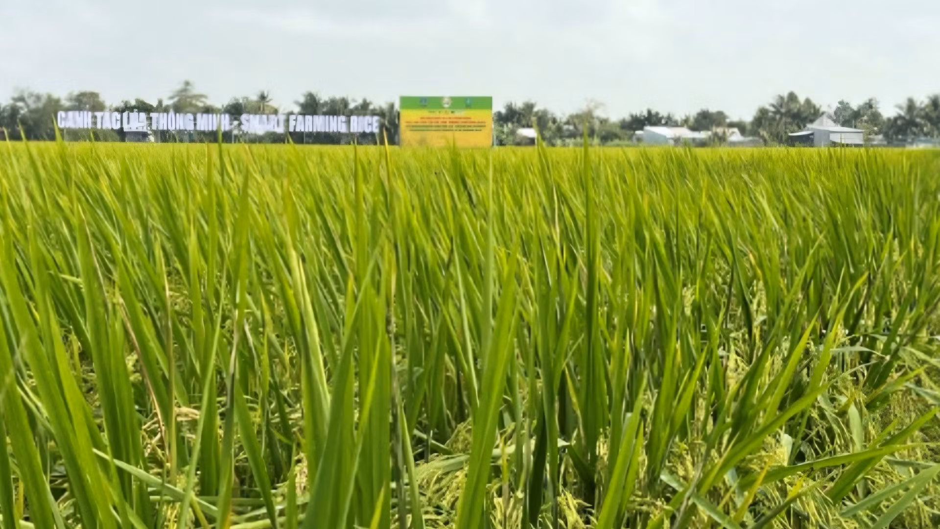 Sử dụng phân bón hiệu quả cho lúa không chỉ tăng năng suất, chất lượng mà còn bảo vệ môi trường.