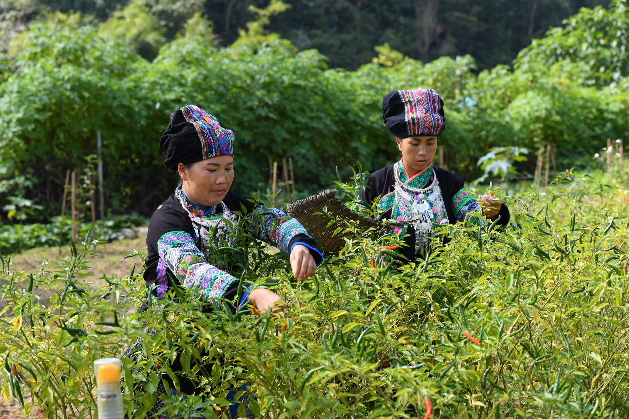 Người Bố Y ở Mường Khương, tỉnh Lào Cai ngoài trồng lúa, ngô, sắn... còn trồng ớt, đậu tương, chè, thuốc lá, mía (Ảnh: THÀNH ĐẠT)