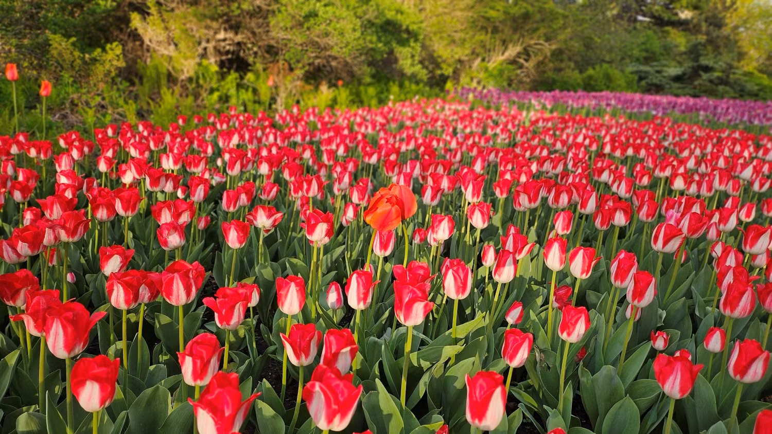 Dưới ánh nắng chiều, những bông hoa tulip càng rực rỡ sắc màu kiêu sa. Dưới ánh nắng chiều, những bông hoa tulip càng rực rỡ sắc màu kiêu sa.