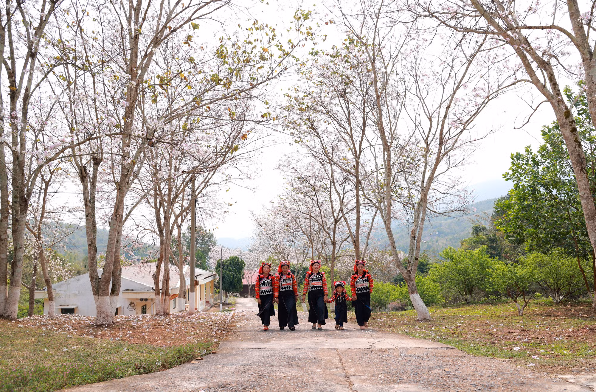 Trong mùa hoa biên giới. Trong mùa hoa biên giới.