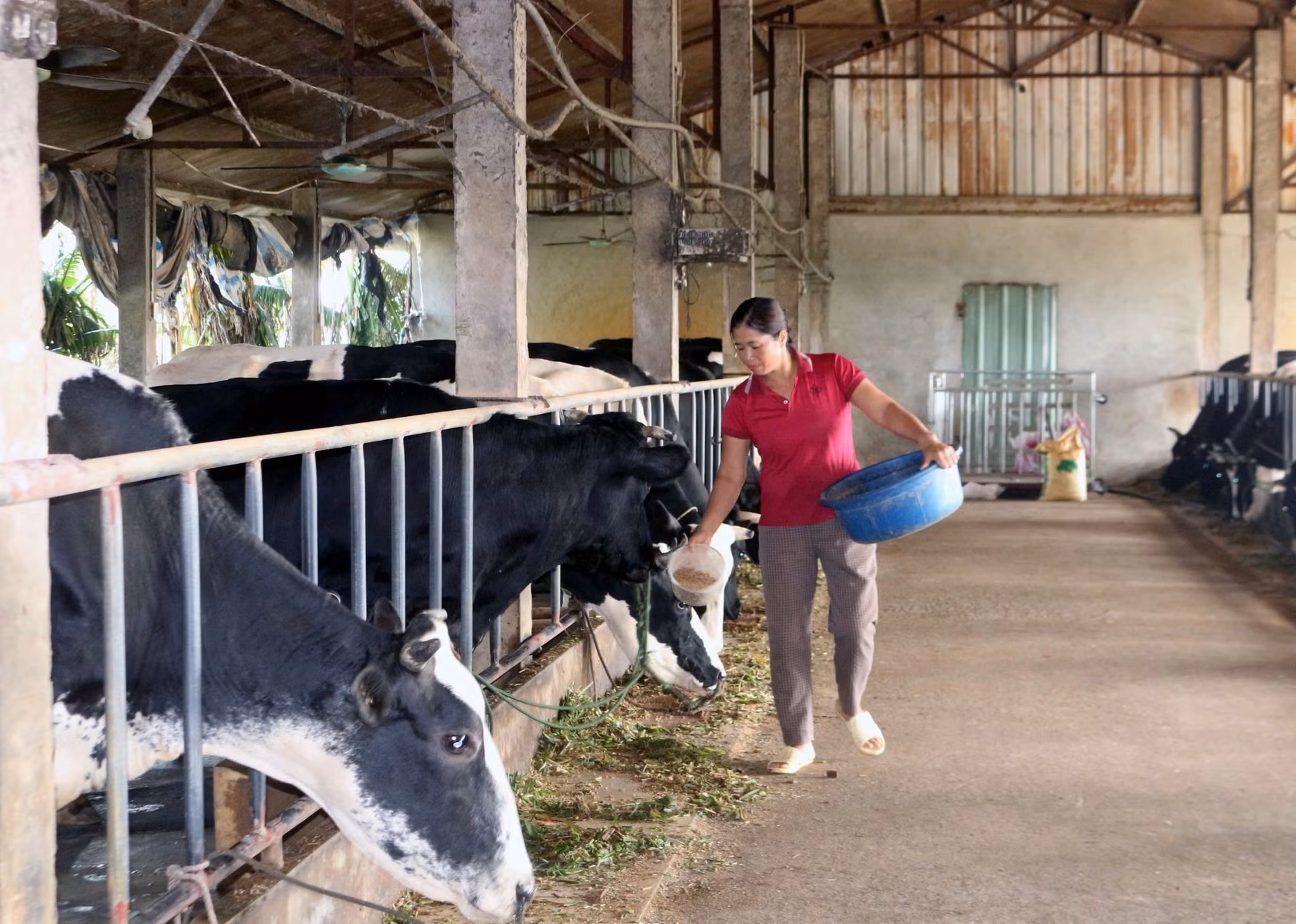 Nhiều hộ chăn nuôi bò sữa ở xã Mộc Bắc bị ảnh hưởng nặng nề sau mưa lũ.