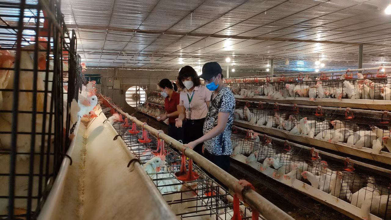 Cán bộ Ngân hàng Chính sách xã hội kiểm tra mô hình nuôi gà đẻ của anh Bùi Xuân Chiến, thôn Trung Hạ Đại Vượng, xã Thanh Nguyên.