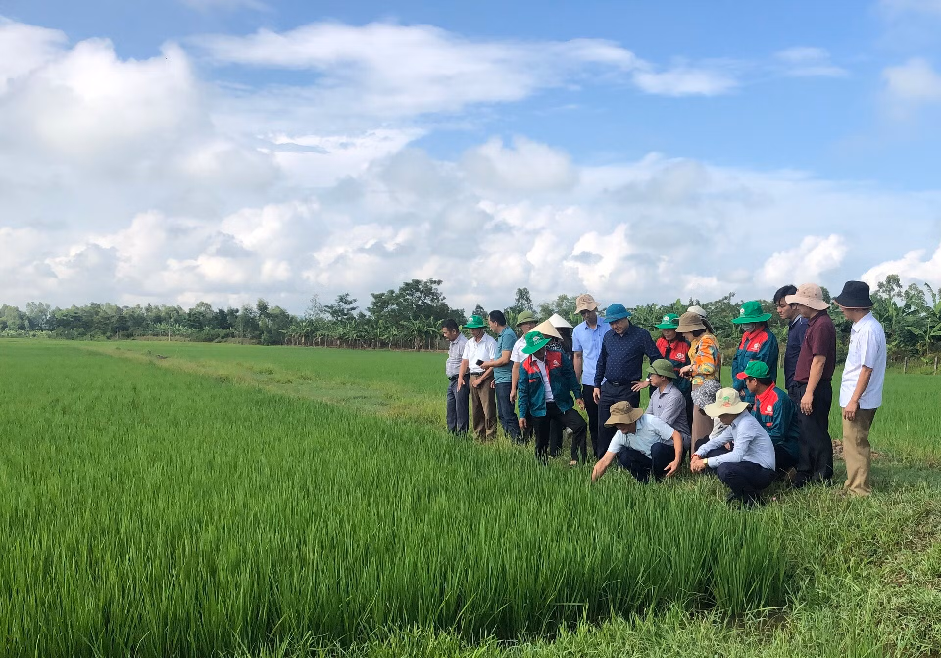 Trồng lúa theo hướng hữu cơ, tuần hoàn.
