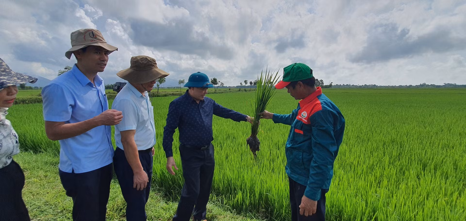 Trồng lúa theo hướng hữu cơ giúp bà con nông dân Hà Tĩnh giảm chi phí đầu tư, ô nhiễm môi trường. Trồng lúa theo hướng hữu cơ giúp bà con nông dân Hà Tĩnh giảm chi phí đầu tư, ô nhiễm môi trường.