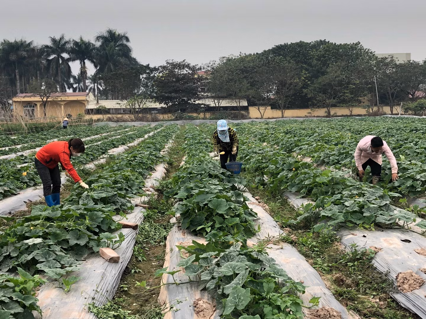 Chăm sóc cây vụ đông tại tỉnh Bắc Ninh. Chăm sóc cây vụ đông tại tỉnh Bắc Ninh.