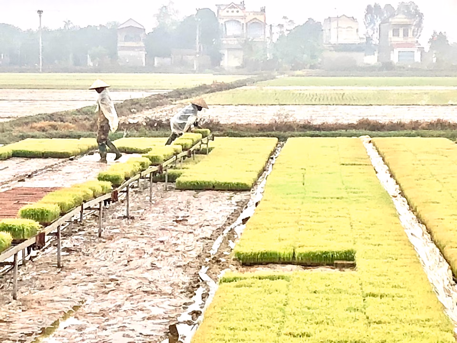 Gieo mạ khay tại tỉnh Hải Dương. Gieo mạ khay tại tỉnh Hải Dương.