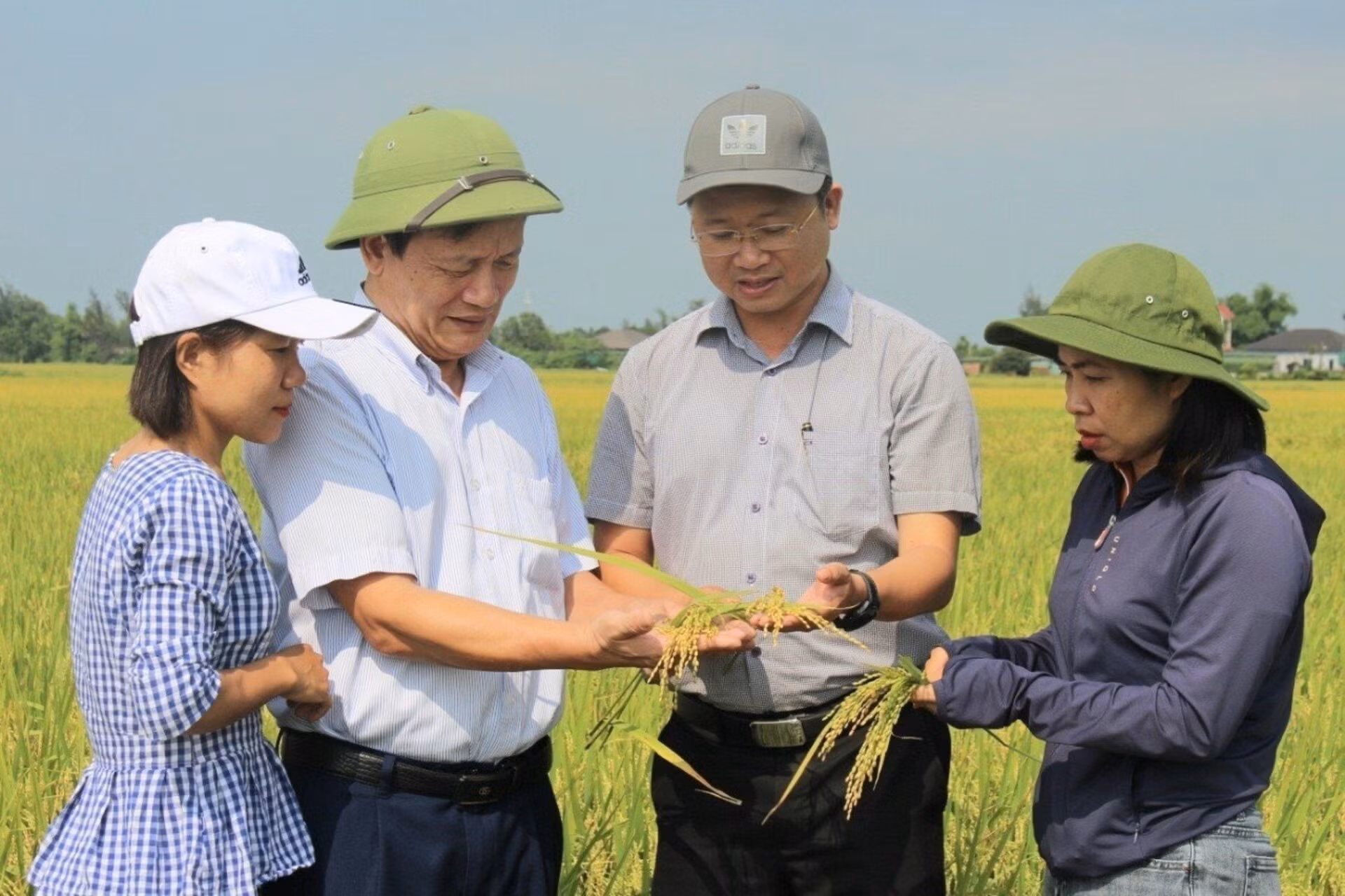 Kiểm tra việc sinh trưởng, phát triển của lúa sản xuất theo tiêu chuẩn hữu cơ tại tỉnh Hà Tĩnh.