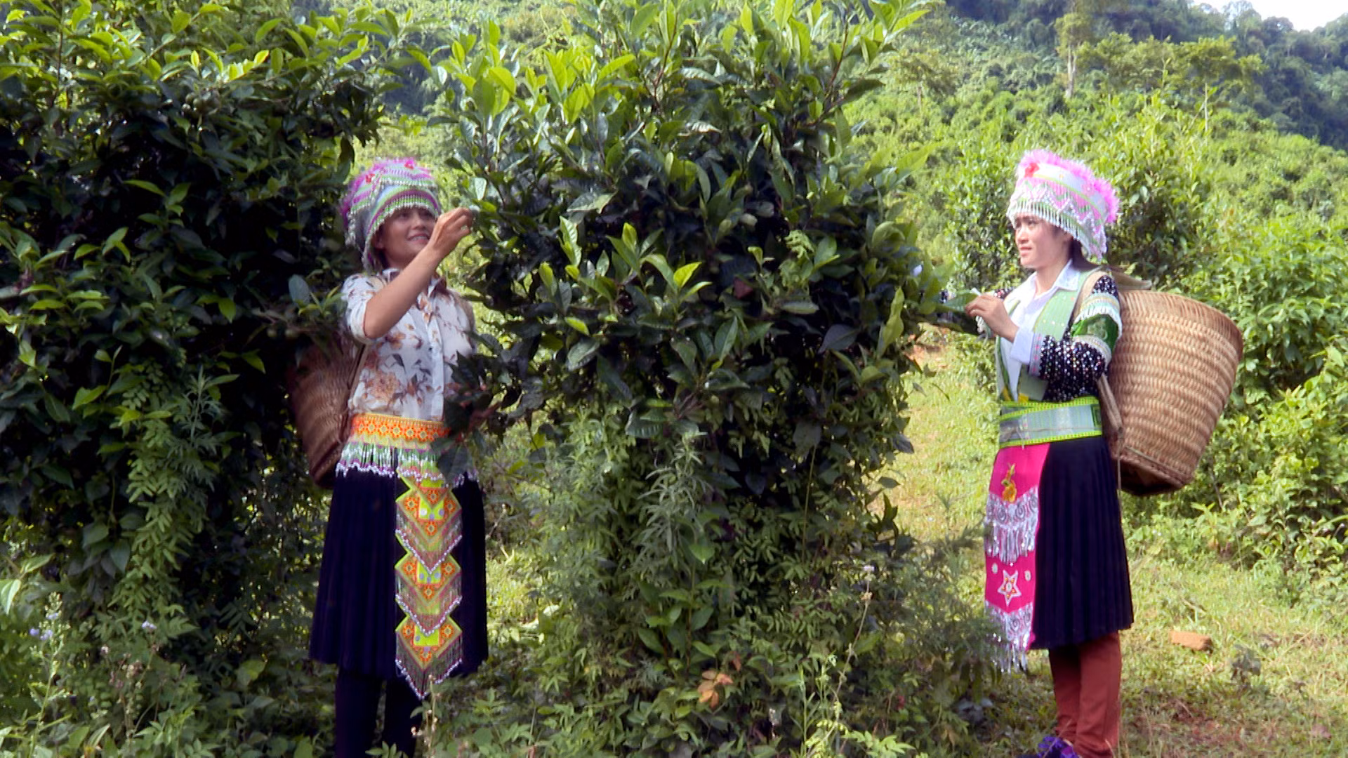 Người dân xã Hồng Thái, huyện Na Hang (Tuyên Quang) thu hoạch chè Shan tuyết.