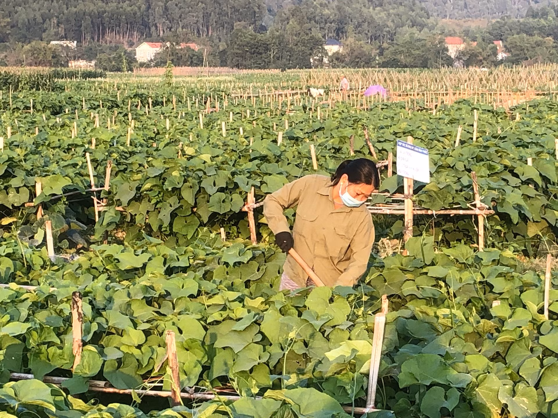 Trồng rau su su hữu cơ tại tỉnh Vĩnh Phúc. Trồng rau su su hữu cơ tại tỉnh Vĩnh Phúc.