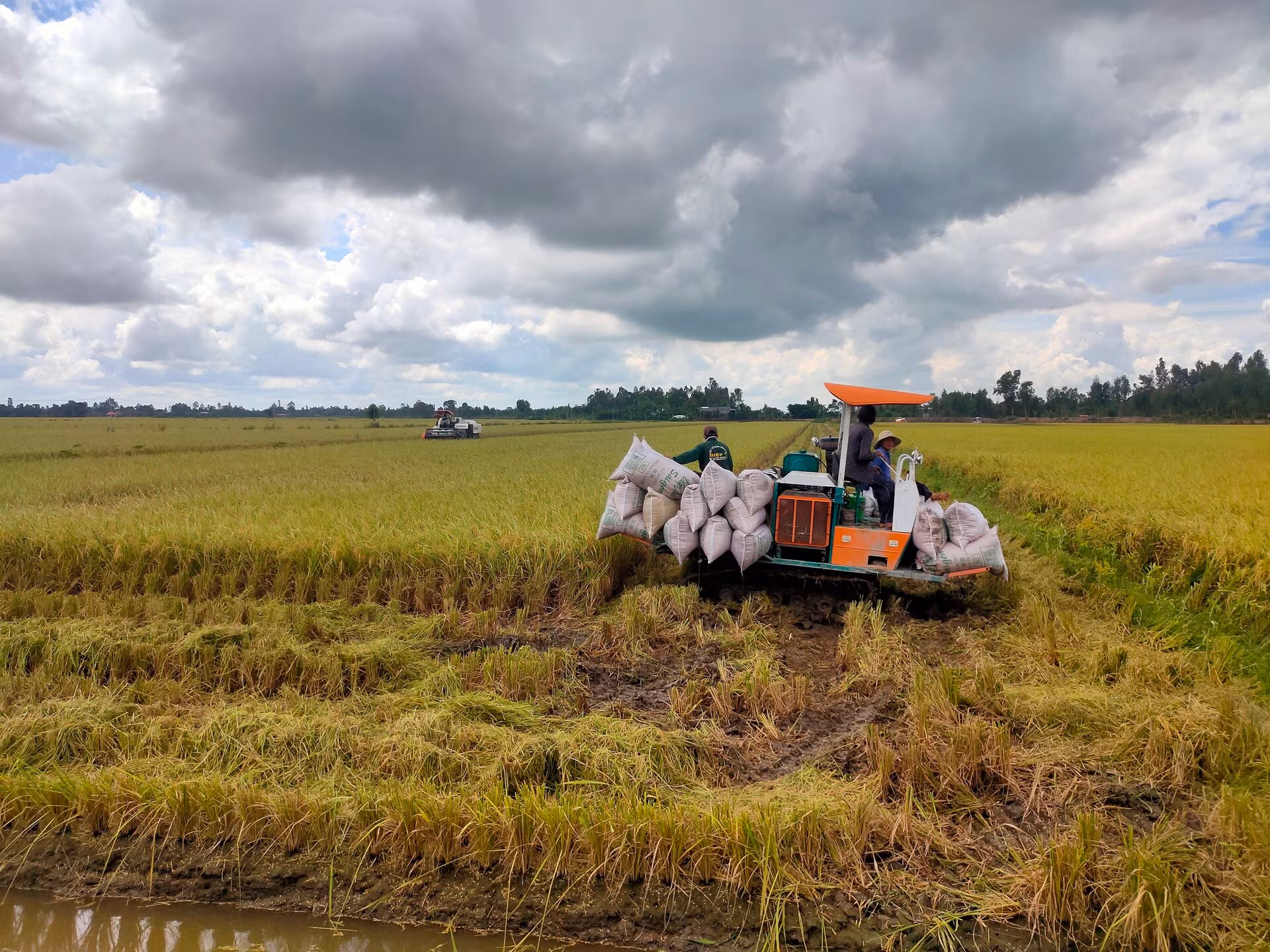 Thu hoạch lúa tại xã Trường Xuân, huyện Tháp Mười, tỉnh Đồng Tháp. (Ảnh HỮU NGHĨA) Thu hoạch lúa tại xã Trường Xuân, huyện Tháp Mười, tỉnh Đồng Tháp. (Ảnh HỮU NGHĨA)