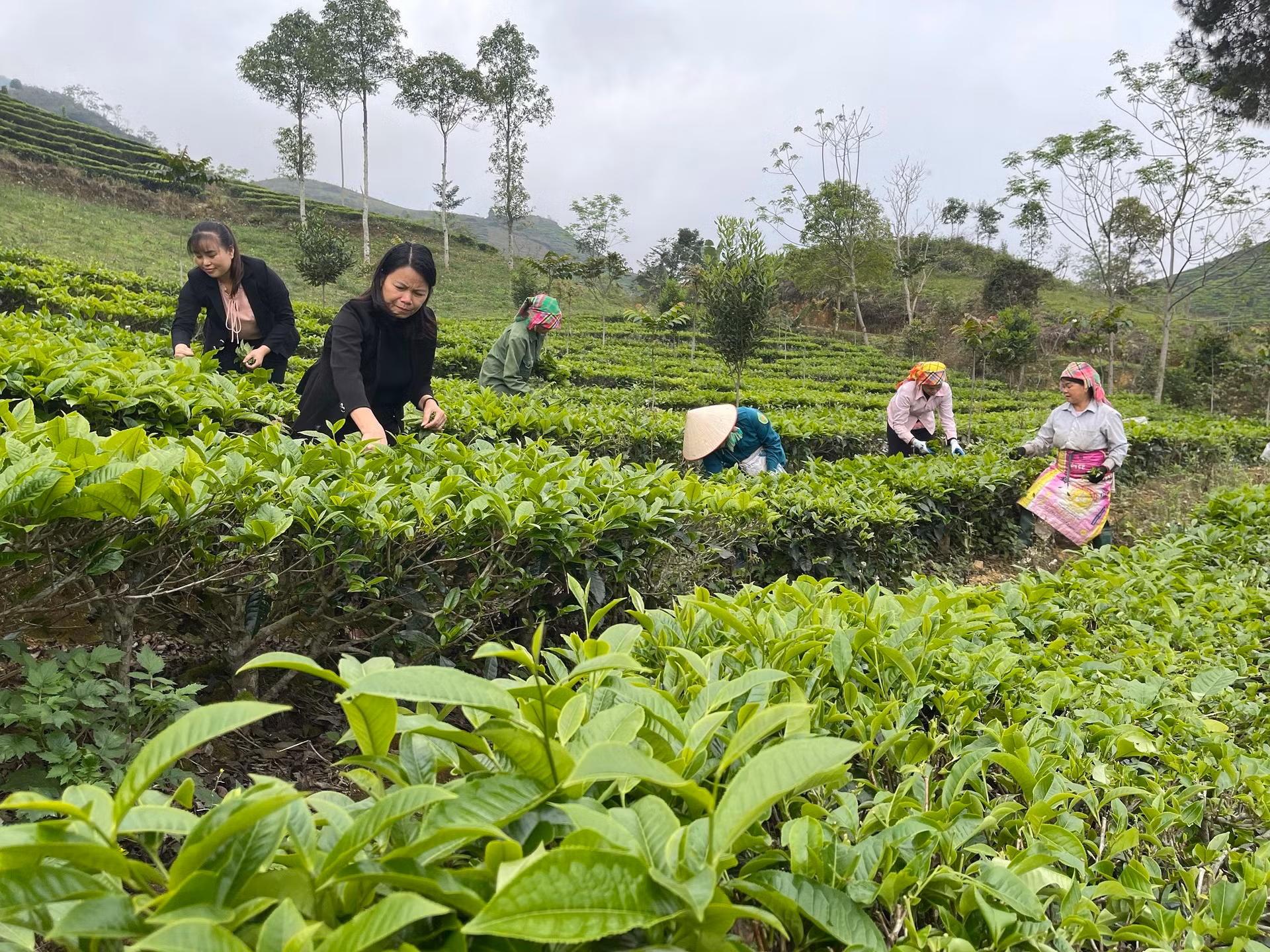 Du khách trải nghiệm hái chè Shan tuyết tại xã Gia Hội, huyện Văn Chấn (Yên Bái).