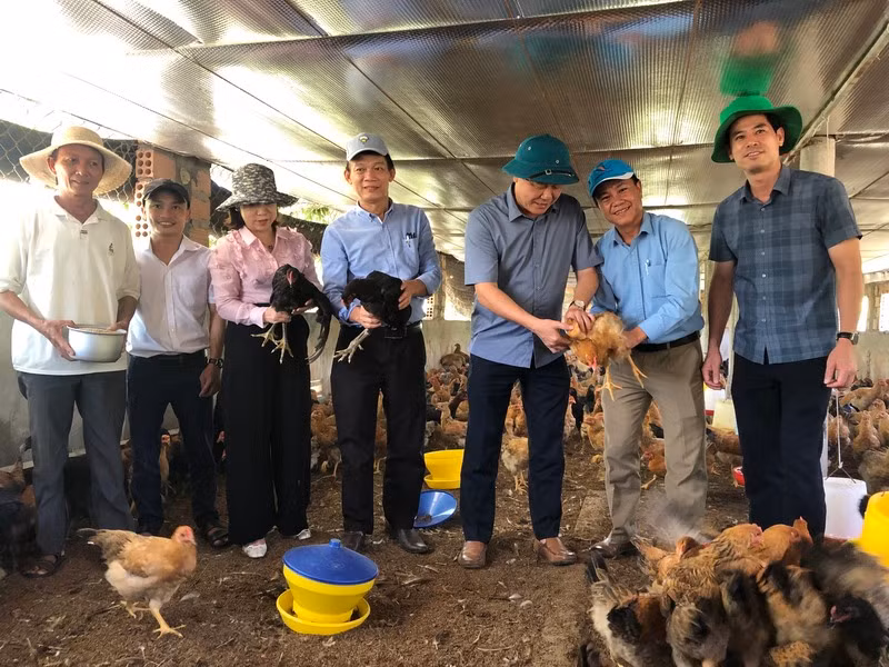 Mô hình nuôi gà sinh sản tại xã Hải Phú, huyện Hải Lăng (Quảng Trị). Mô hình nuôi gà sinh sản tại xã Hải Phú, huyện Hải Lăng (Quảng Trị).