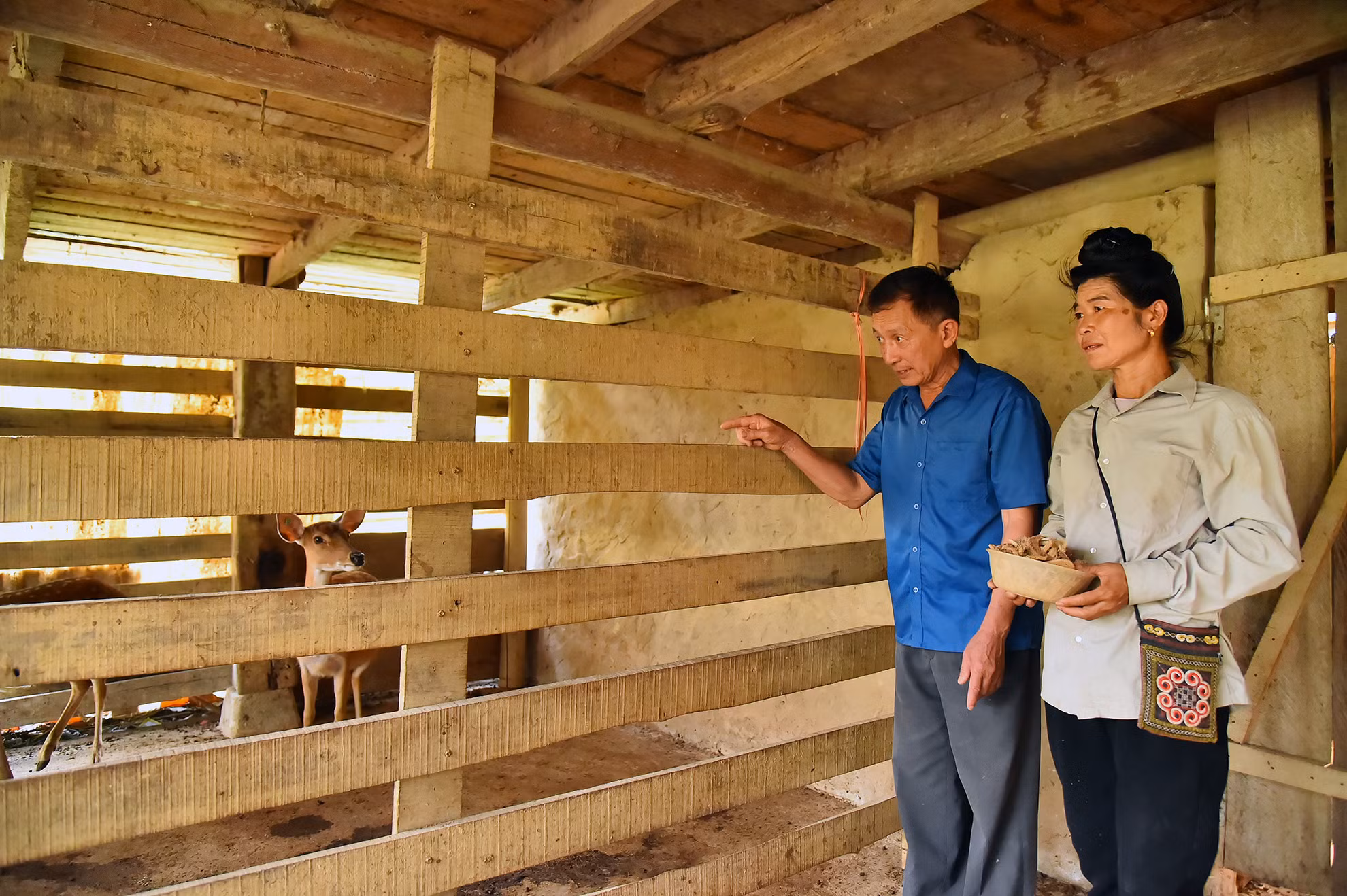 Ngoài phát triển đàn Hươu tại gia đình ông còn giúp đỡ 2 gia đình cùng chăn nuôi đó là gia đình ông Lò Văn Thu, bản Na Có và bà Lò Thị Man, bản Na Hai, xã Pom Lót, mỗi gia đình có 1 con đực và 2 con cái, với số tiền trên 80 triệu đồng, cho vay không lấy lãi 40 triệu đồng. Ngoài phát triển đàn Hươu tại gia đình ông còn giúp đỡ 2 gia đình cùng chăn nuôi đó là gia đình ông Lò Văn Thu, bản Na Có và bà Lò Thị Man, bản Na Hai, xã Pom Lót, mỗi gia đình có 1 con đực và 2 con cái, với số tiền trên 80 triệu đồng, cho vay không lấy lãi 40 triệu đồng.