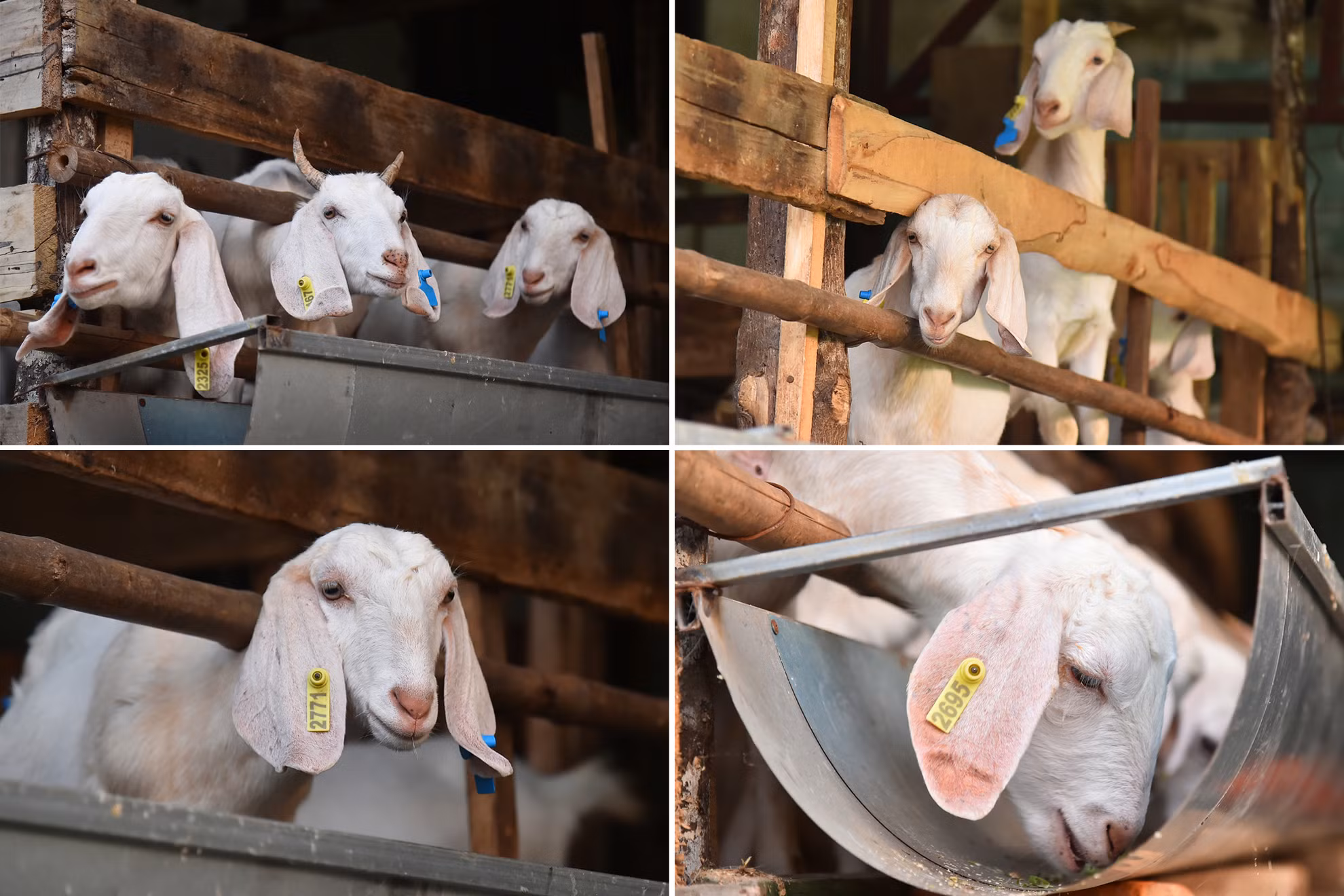 Giống dê Boer lớn hơn hẳn so với giống dê của địa phương. Mỗi con sinh ra có trọng lượng trung bình to hơn gấp đôi dê thường. Sau hơn 6 tháng chăm sóc, dê đạt trọng lượng 25-30 kg, có thể xuất chuồng làm giống. Giống dê Boer lớn hơn hẳn so với giống dê của địa phương. Mỗi con sinh ra có trọng lượng trung bình to hơn gấp đôi dê thường. Sau hơn 6 tháng chăm sóc, dê đạt trọng lượng 25-30 kg, có thể xuất chuồng làm giống.