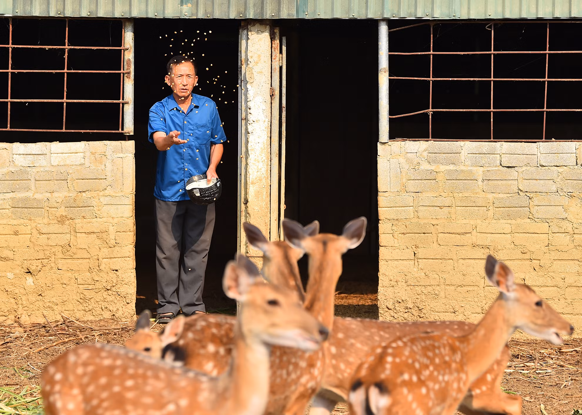 Vốn tính say mê việc chăn nuôi, sau khi về hưu, ông Kiên đã đi khảo sát, học tập kinh nghiệm huyện Hương Khê, tỉnh Hà Tĩnh về mô hình nuôi hươu. Sau đó ông mua 3 cặp Hươu trị giá hơn 60 triệu đồng, đầu tư chuồng trại, thiết bị, khoa học kỹ thuật nuôi ngay trong trang trại của gia đình tại đội 5, xã Pom Lót. Vốn tính say mê việc chăn nuôi, sau khi về hưu, ông Kiên đã đi khảo sát, học tập kinh nghiệm huyện Hương Khê, tỉnh Hà Tĩnh về mô hình nuôi hươu. Sau đó ông mua 3 cặp Hươu trị giá hơn 60 triệu đồng, đầu tư chuồng trại, thiết bị, khoa học kỹ thuật nuôi ngay trong trang trại của gia đình tại đội 5, xã Pom Lót.