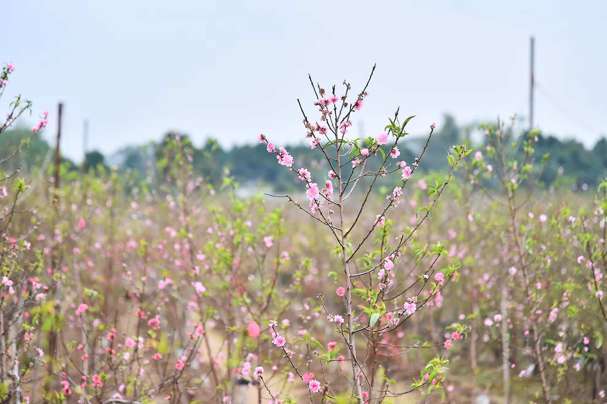 Những ngày này, hàng vạn gốc đào Nhật Tân hoa đã bung nở. Sắc hồng như tô thắm cả một góc trời Hà Nội.