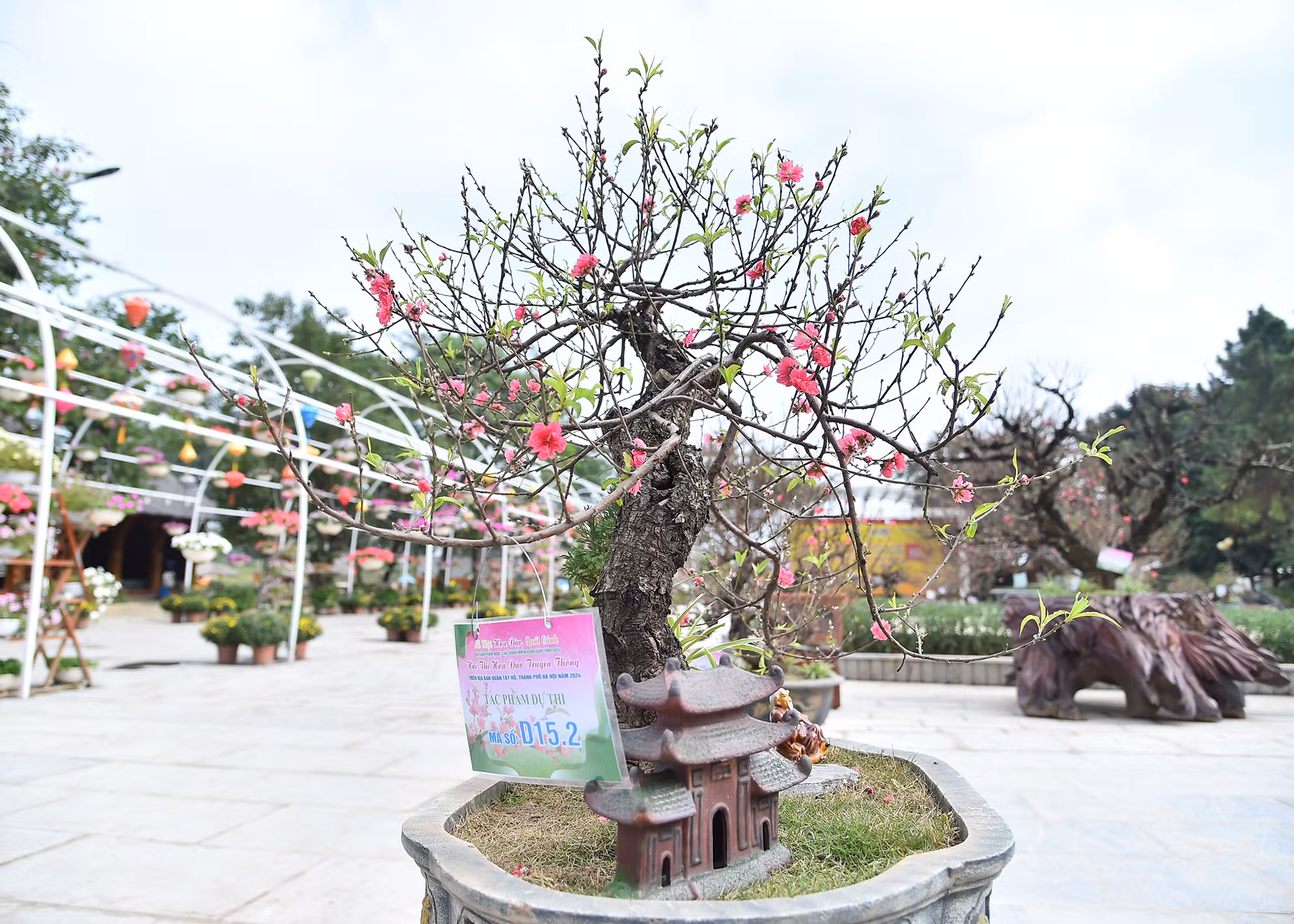 Các tác phẩm tham dự hội thi năm nay là các cây đào bonsai, cây đào cổ thụ, cây đào Thất thốn truyền thống,… với nhiều kiểu dáng, được chăm sóc công phu nhằm truyền tải thông điệp ý nghĩa trong việc bảo tồn và phát triển giá trị lịch sử, văn hóa nông nghiệp của làng đào Nhật Tân.