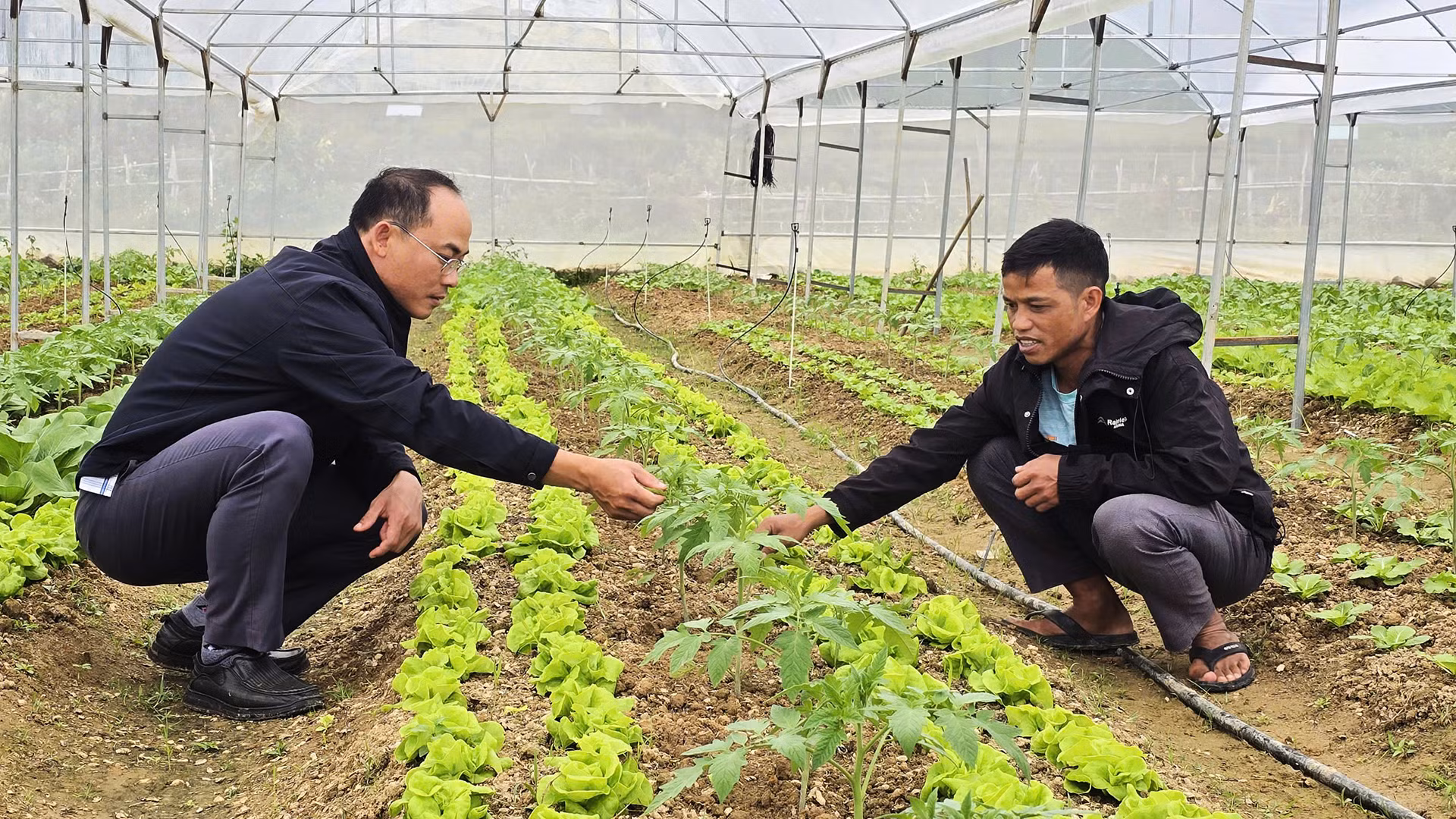 Cán bộ thị trấn Măng Đen hướng dẫn bà con kỹ thuật trồng, chăm sóc rau, củ xứ lạnh